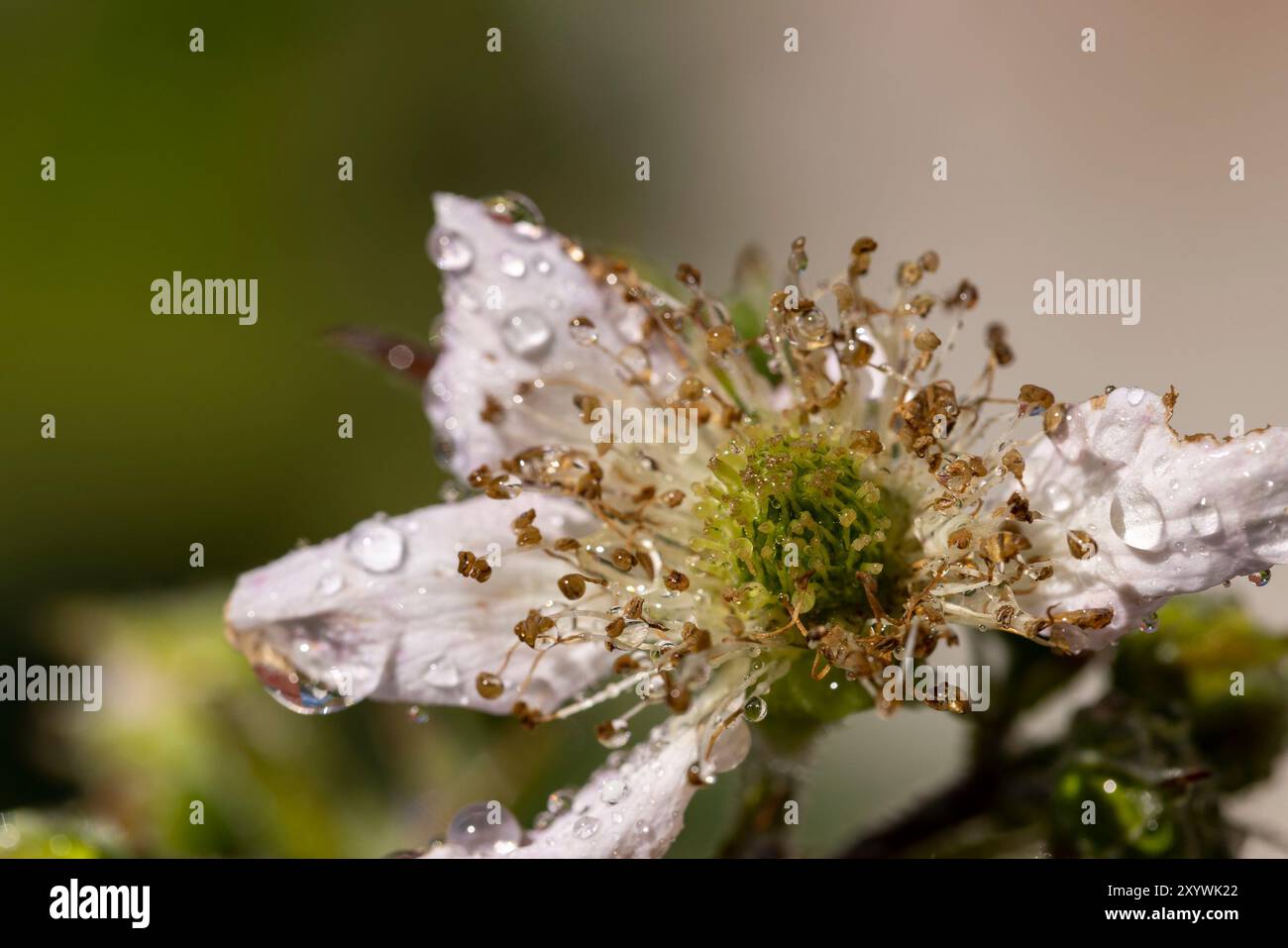 un arbuste de mûre humide pendant la floraison et l'apparition des premières baies non mûres sont cultivées Banque D'Images