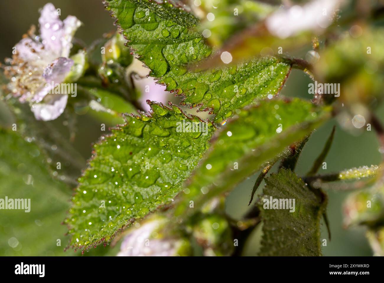 un arbuste de mûre humide pendant la floraison et l'apparition des premières baies non mûres sont cultivées Banque D'Images