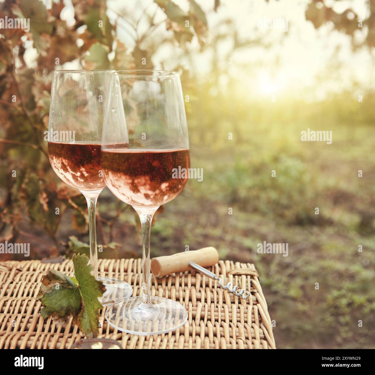 Deux verres de vin rose le vignoble en automne. Temps de récolte Banque D'Images Deux verres de vin rose le vignoble en automne. Temps de récolte Banque D'Images