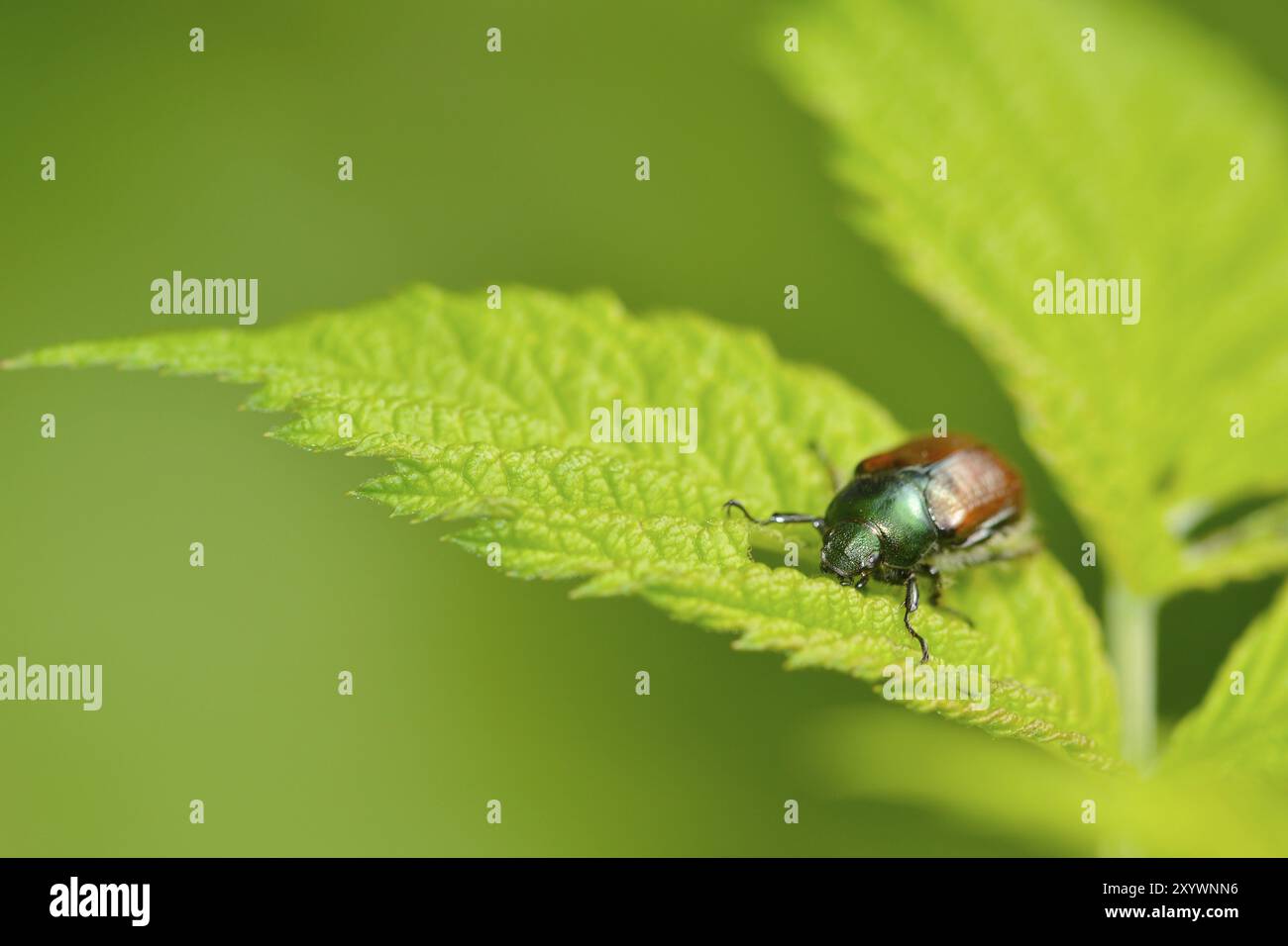 Phyllopertha horticola, ou le Chafer de jardin. Tablier de jardin sur une feuille Banque D'Images