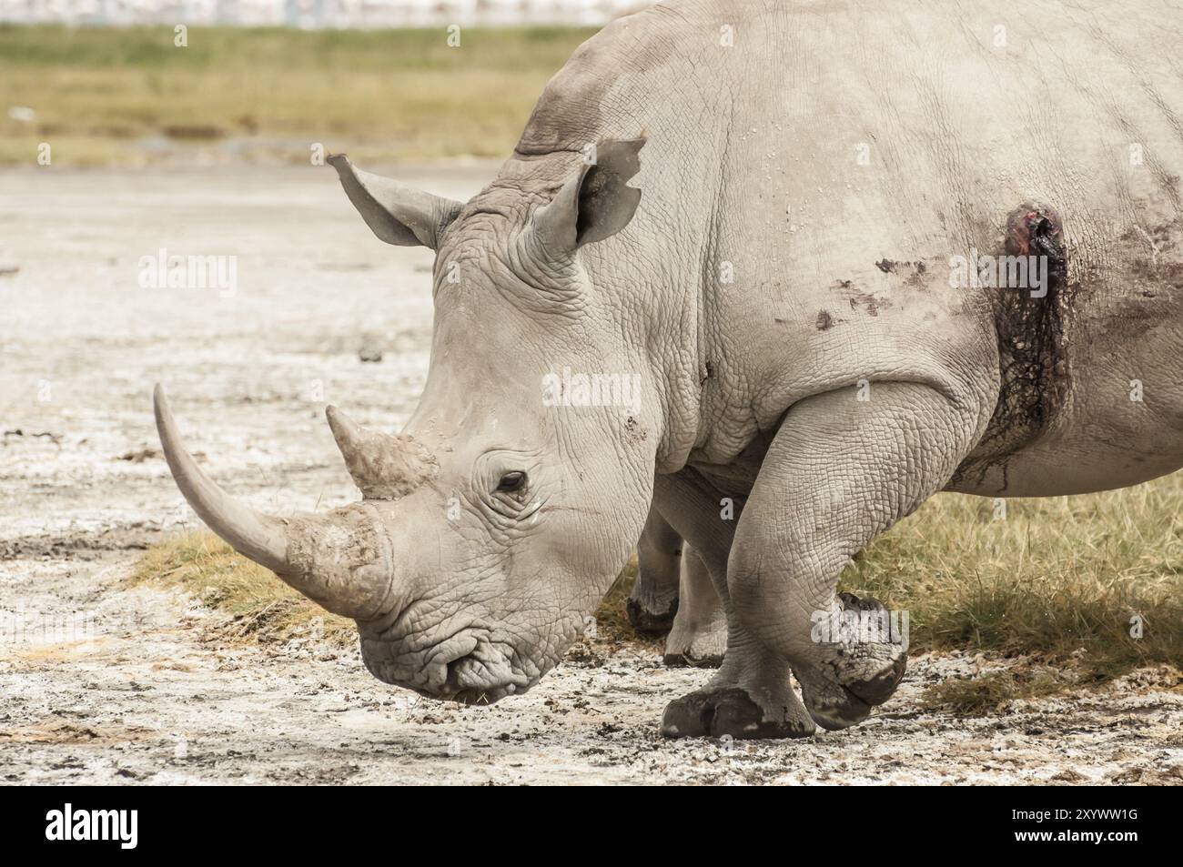 Un rhinocéros blanc dans le parc national du lac Nakuru qui a été blessé par une balle d'un fusil, probablement des braconniers qui étaient après la corne de rhinocéros, par exemple Banque D'Images