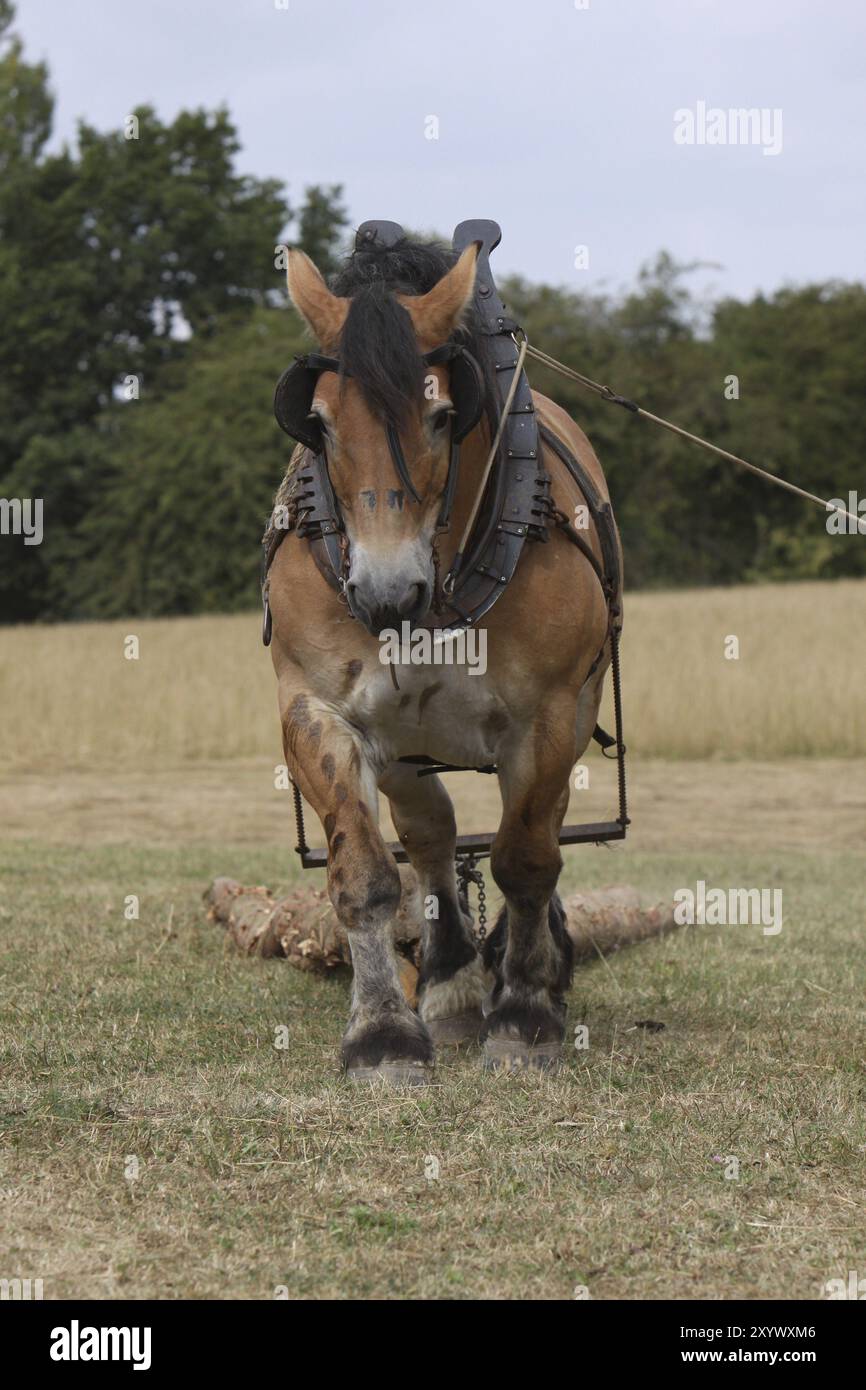 Cheval ardennais déplaçant le bois Banque D'Images