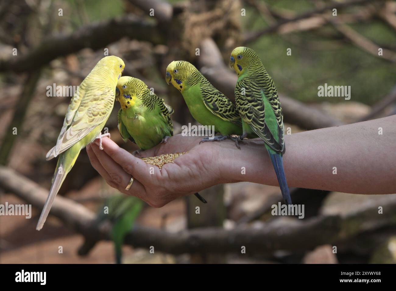 Les budgies nourricières Banque D'Images