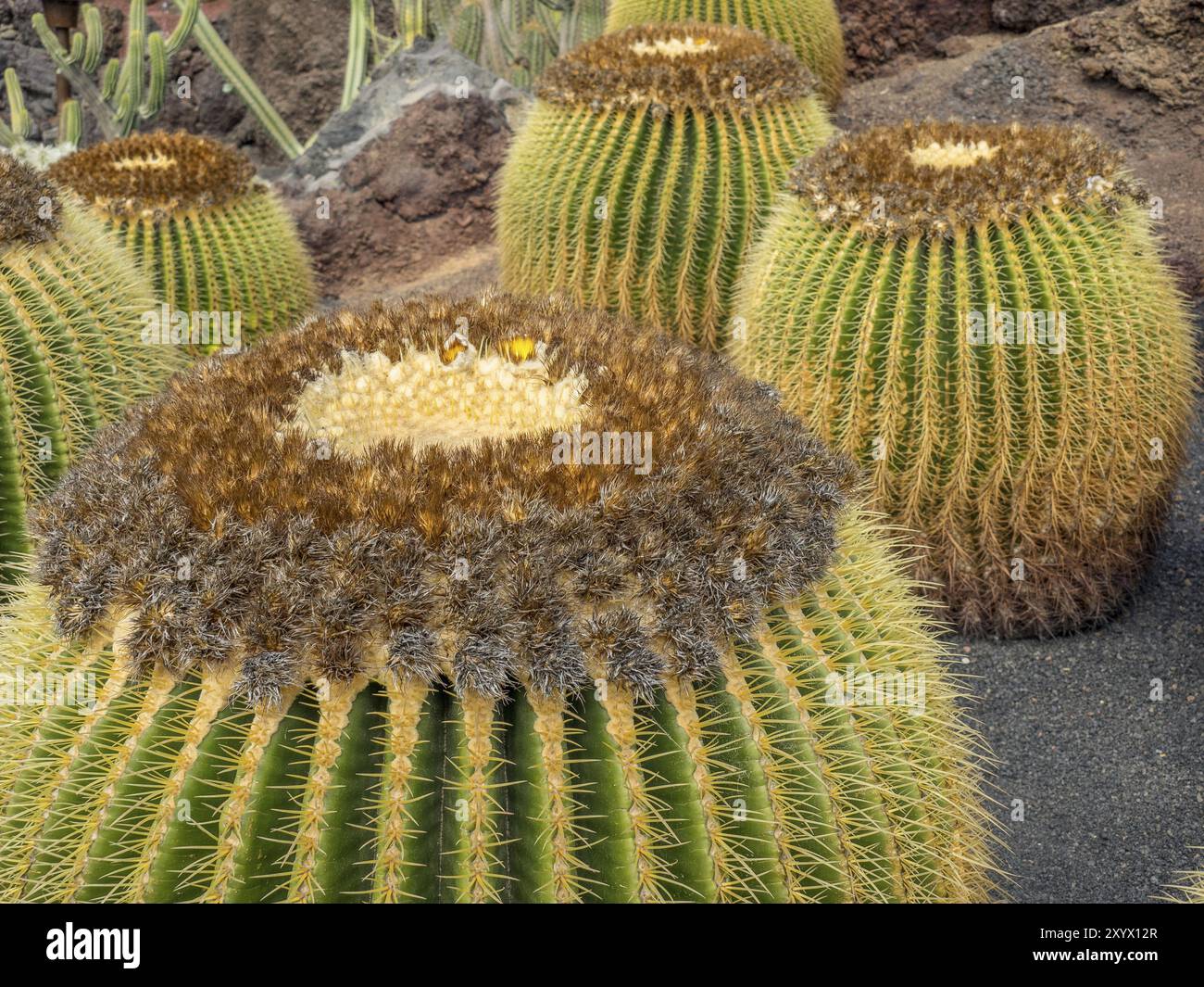 Gros plan de grands cactus ronds aux surfaces épineuses, Lanzarote, îles Canaries, Espagne, Europe Banque D'Images