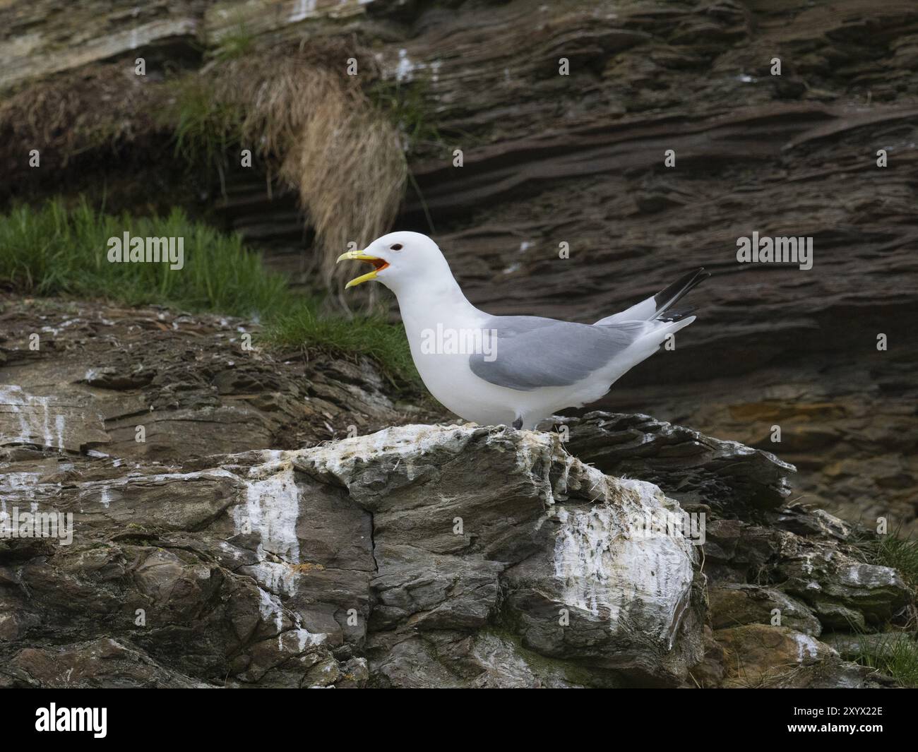 Kittiwake à pattes noires (Rissa tridactyla), oiseau adulte faisant escale dans une colonie de reproduction sur les falaises côtières de l'océan Arctique, mai, fjord Varanger, Norvège, Europ Banque D'Images Kittiwake à pattes noires (Rissa tridactyla), oiseau adulte faisant escale dans une colonie de reproduction sur les falaises côtières de l'océan Arctique, mai, fjord Varanger, Norvège, Europ Banque D'Images