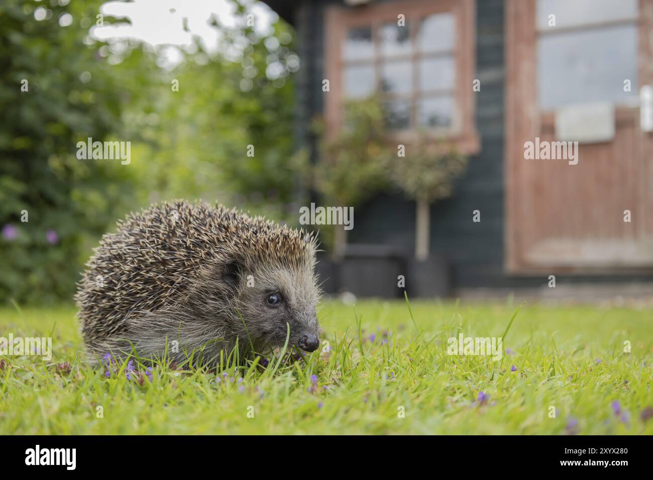 Hérisson européen (Erinaceus europaeus) animal adulte sur une pelouse de jardin urbain avec un abri en arrière-plan en été, Suffolk, Angleterre, Unit Banque D'Images