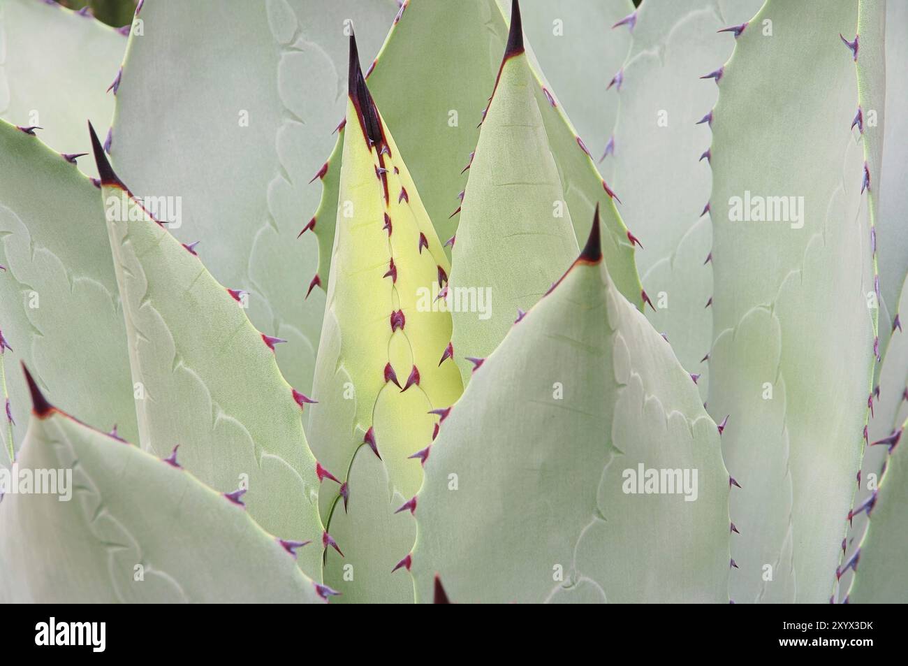Agave 07 Banque D'Images
