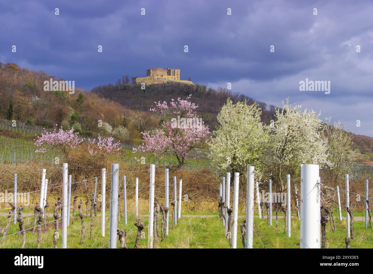 Château de Hambach pendant la floraison des amandiers au printemps, château de Hambacher pendant la floraison des amandiers au printemps, Allemagne, Europe Banque D'Images