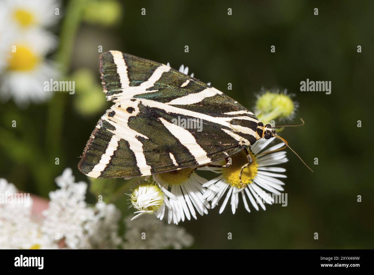 Drapeau espagnol, Euplagia quadripunctaria, tigre de Jersey Banque D'Images