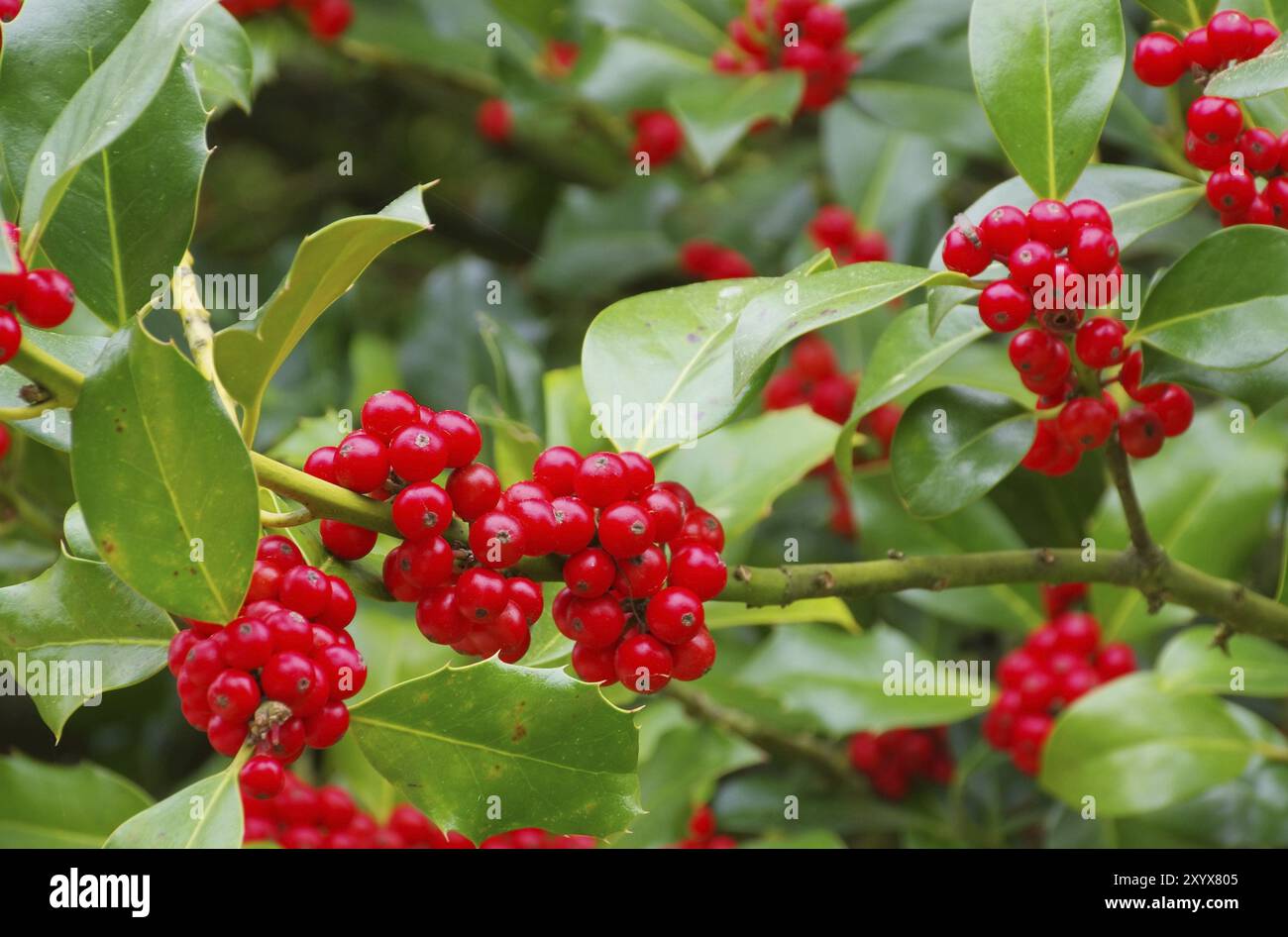 Ilex 02 Banque D'Images