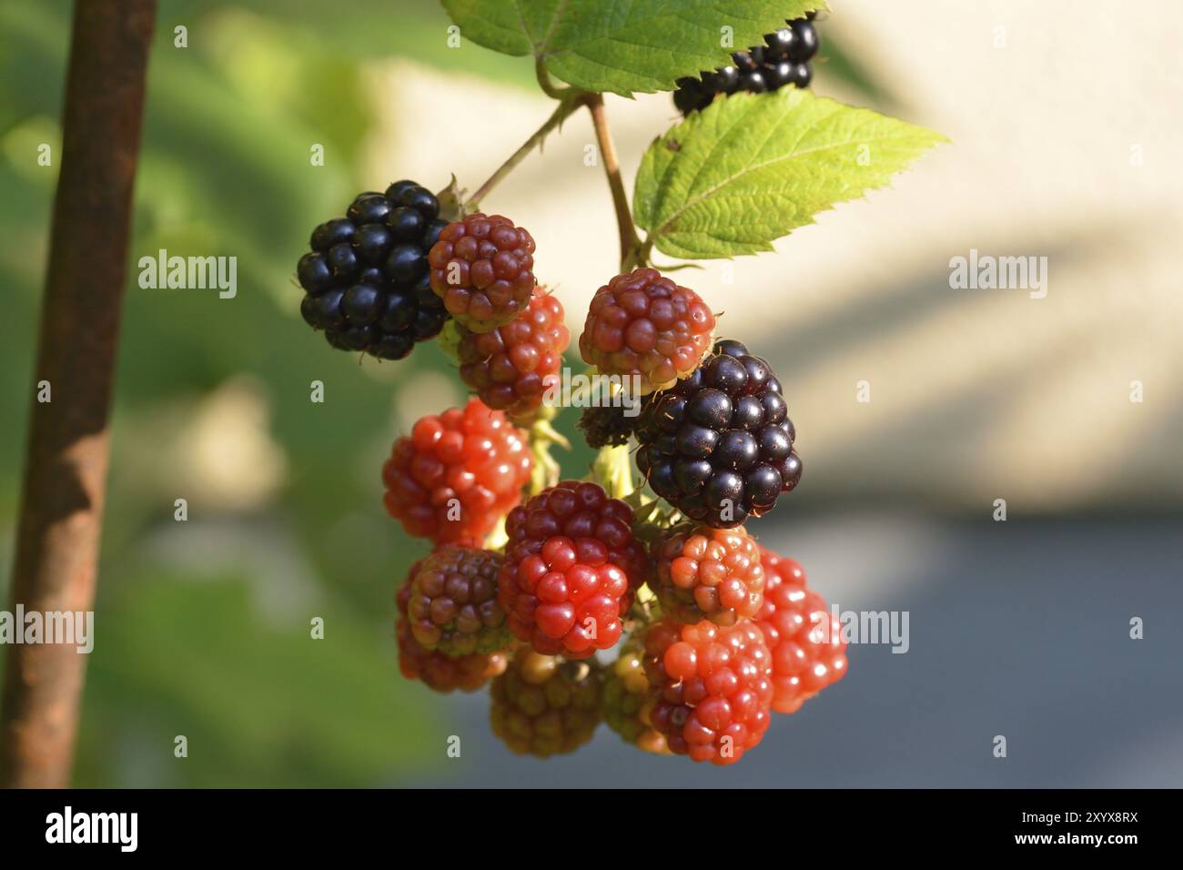 Mûres sur un arbuste Banque D'Images