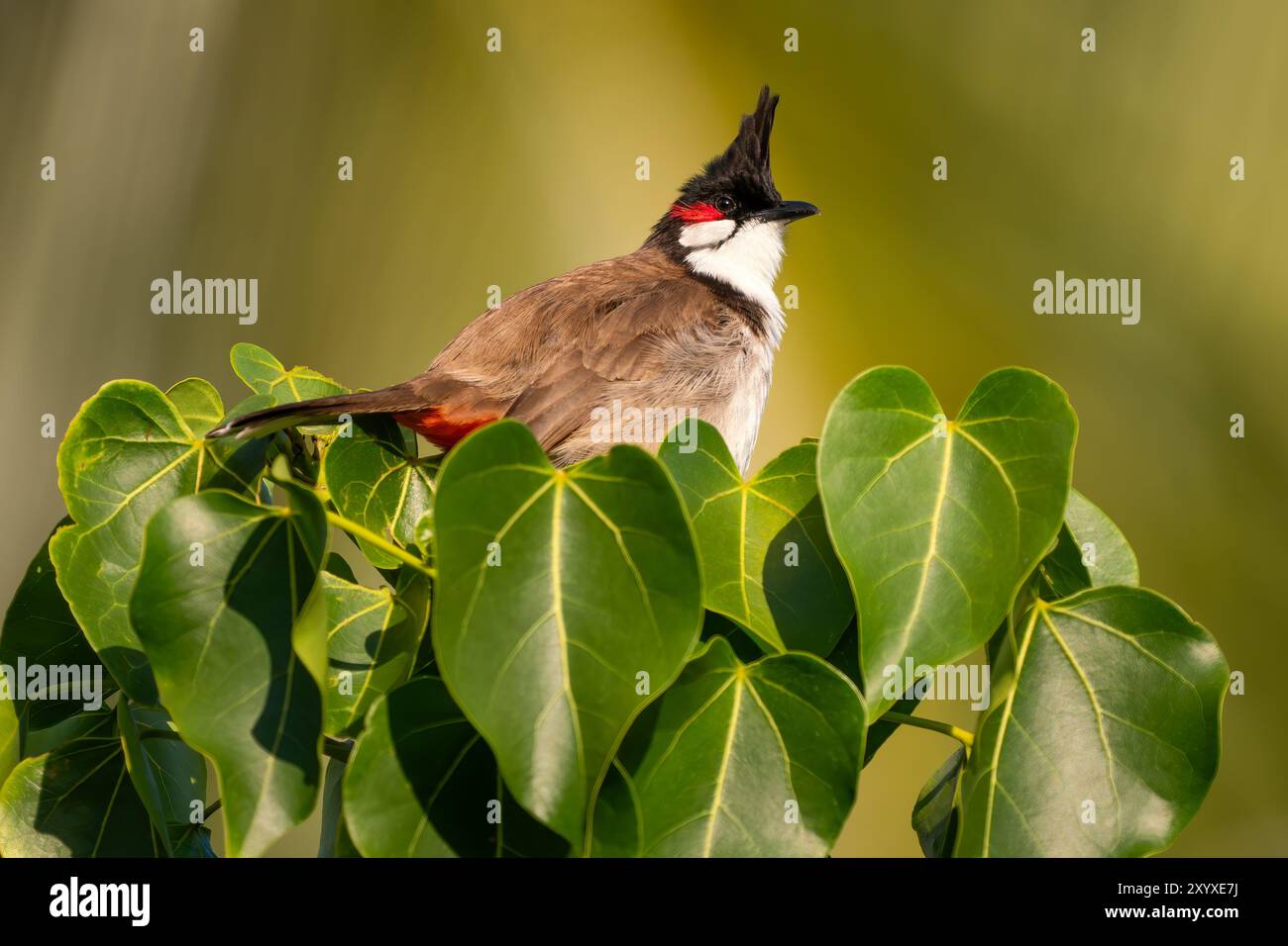 Bulbul à moussettes rouges - Pycnonotus jocosus, bel oiseau perché coloré des forêts, buissons et jardins d'Asie du Sud, île Maurice. Banque D'Images