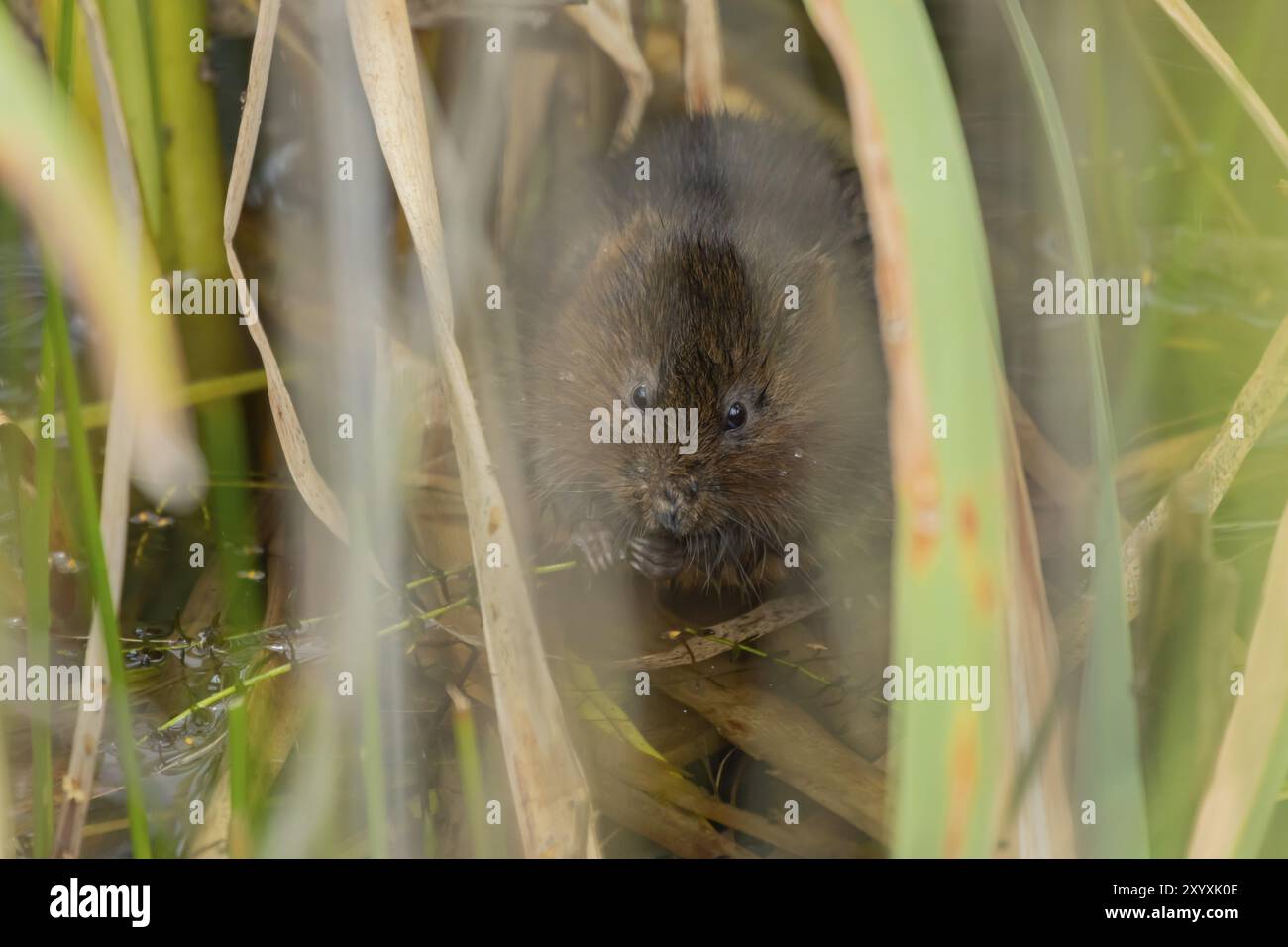 Campagnol d'eau (Arvicola amphibius) animal adulte se nourrissant sur une tige de roseau dans un étang en été, Suffolk, Angleterre, Royaume-Uni, Europe Banque D'Images