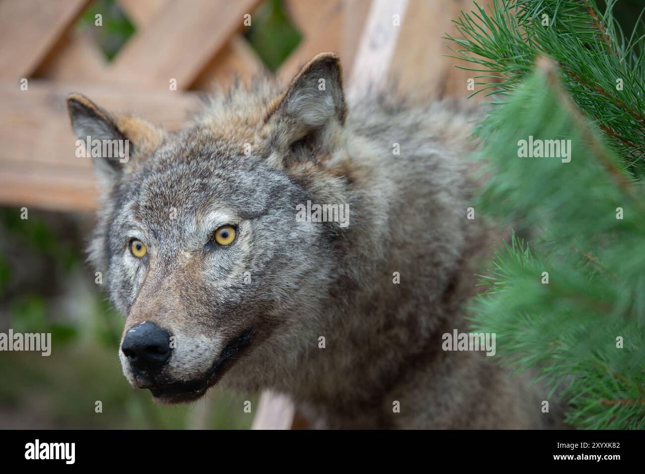 Loup en peluche sur fond vert. Taxidermie animale. Banque D'Images