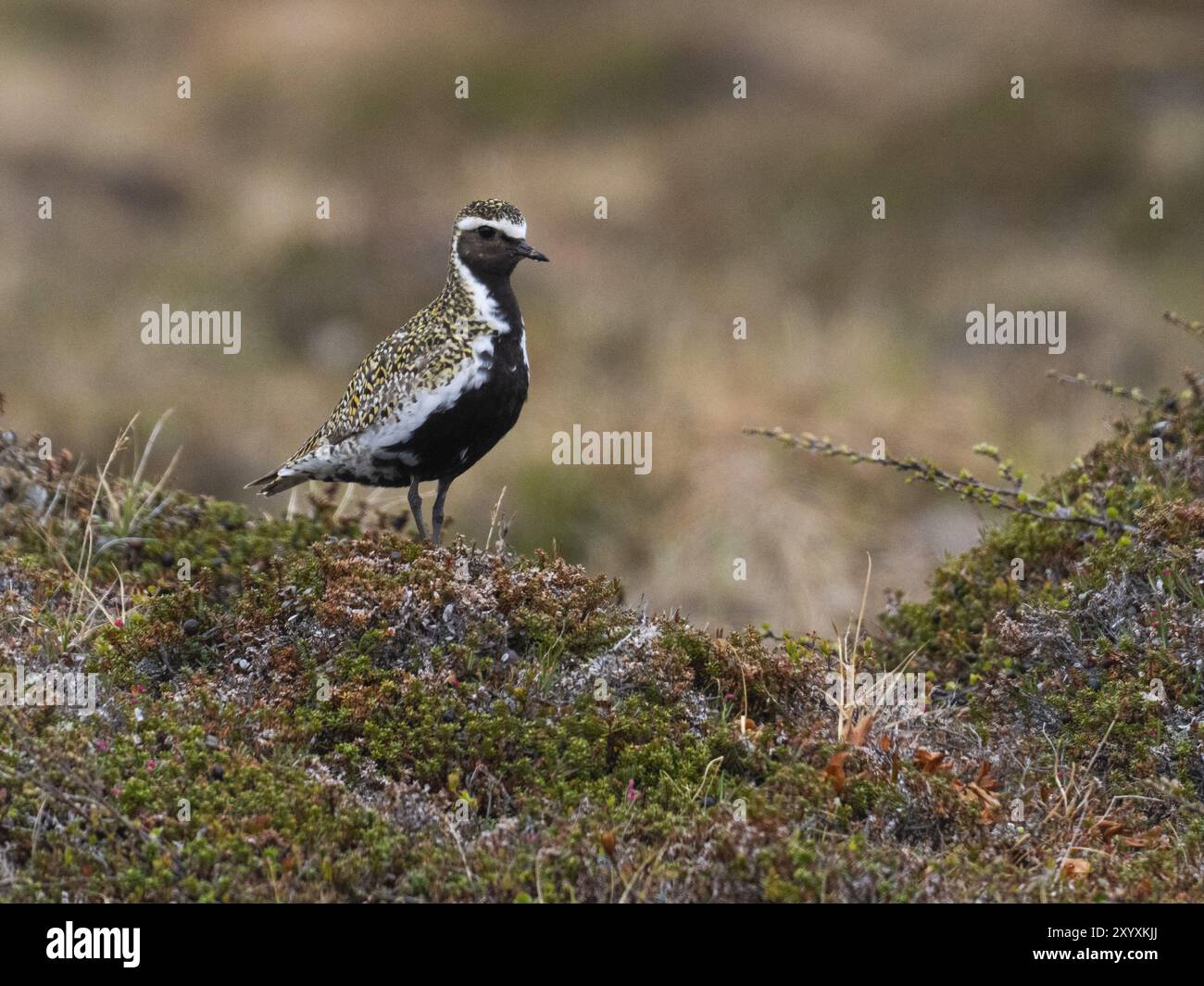 Pluvialis apricaria (pluvialis apricaria) mâle adulte, alerte dans le site de reproduction de la toundra, mai, Parc national de Varanger, fjord de Varanger, Norvège, Europe Banque D'Images