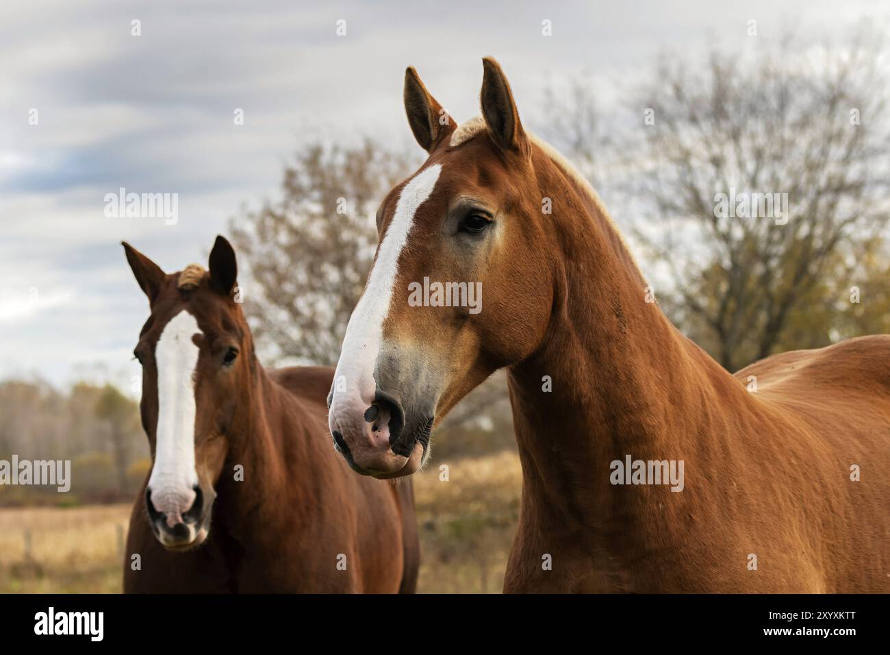 Beau cheval de trait lourd un grand cheval utilisé pour tirer des charges lourdes Banque D'Images