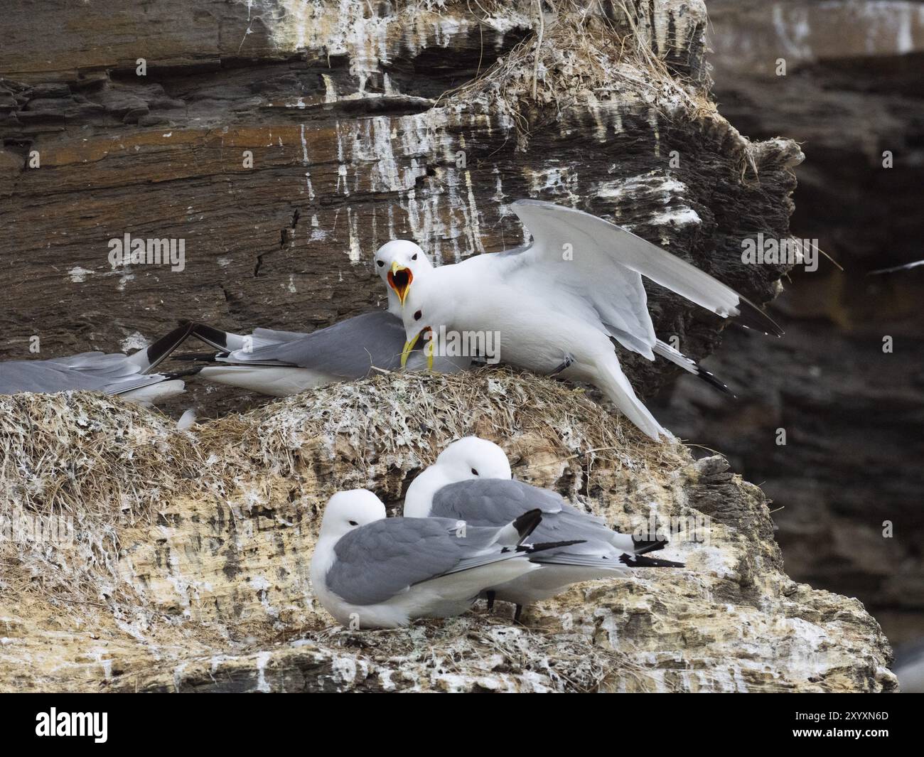 Kittiwake à pattes noires (Rissa tridactyla), cérémonie d'accueil du couple au nid dans une colonie de reproduction, sur les falaises côtières de l'océan Arctique, mai, Varanger Fjor Banque D'Images