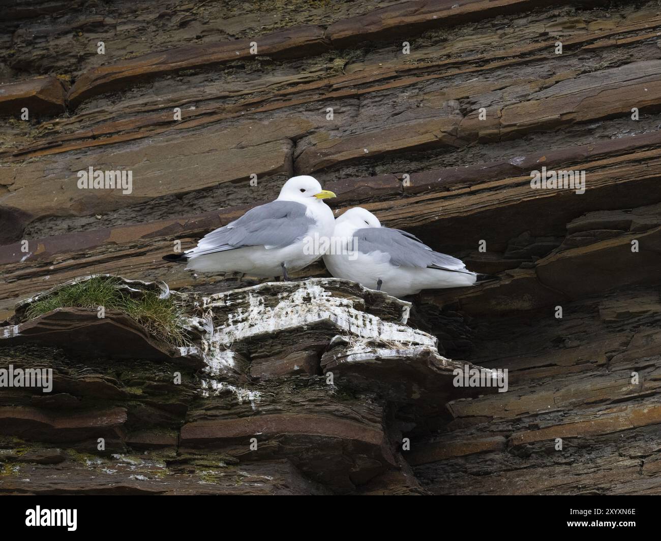 Kittiwake à pattes noires (Rissa tridactyla), couple reproducteur dans une colonie de reproduction, sur les falaises côtières de l'océan Arctique, mai, fjord de Varanger, Norvège, Europe Banque D'Images