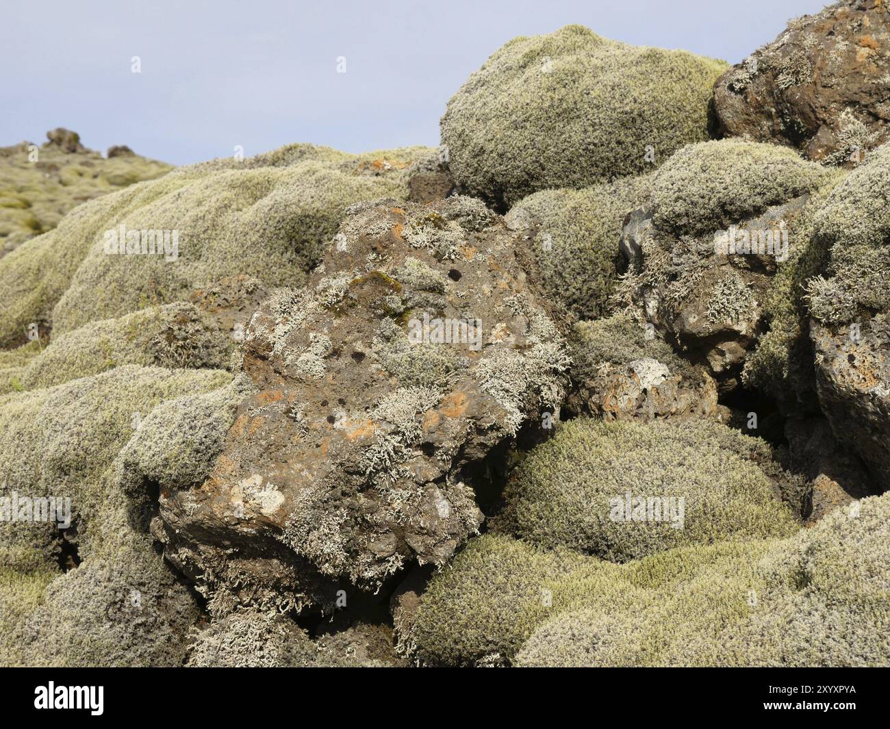 Champ de lave d'Eldhraun envahi par la mousse dans le sud de l'Islande Banque D'Images