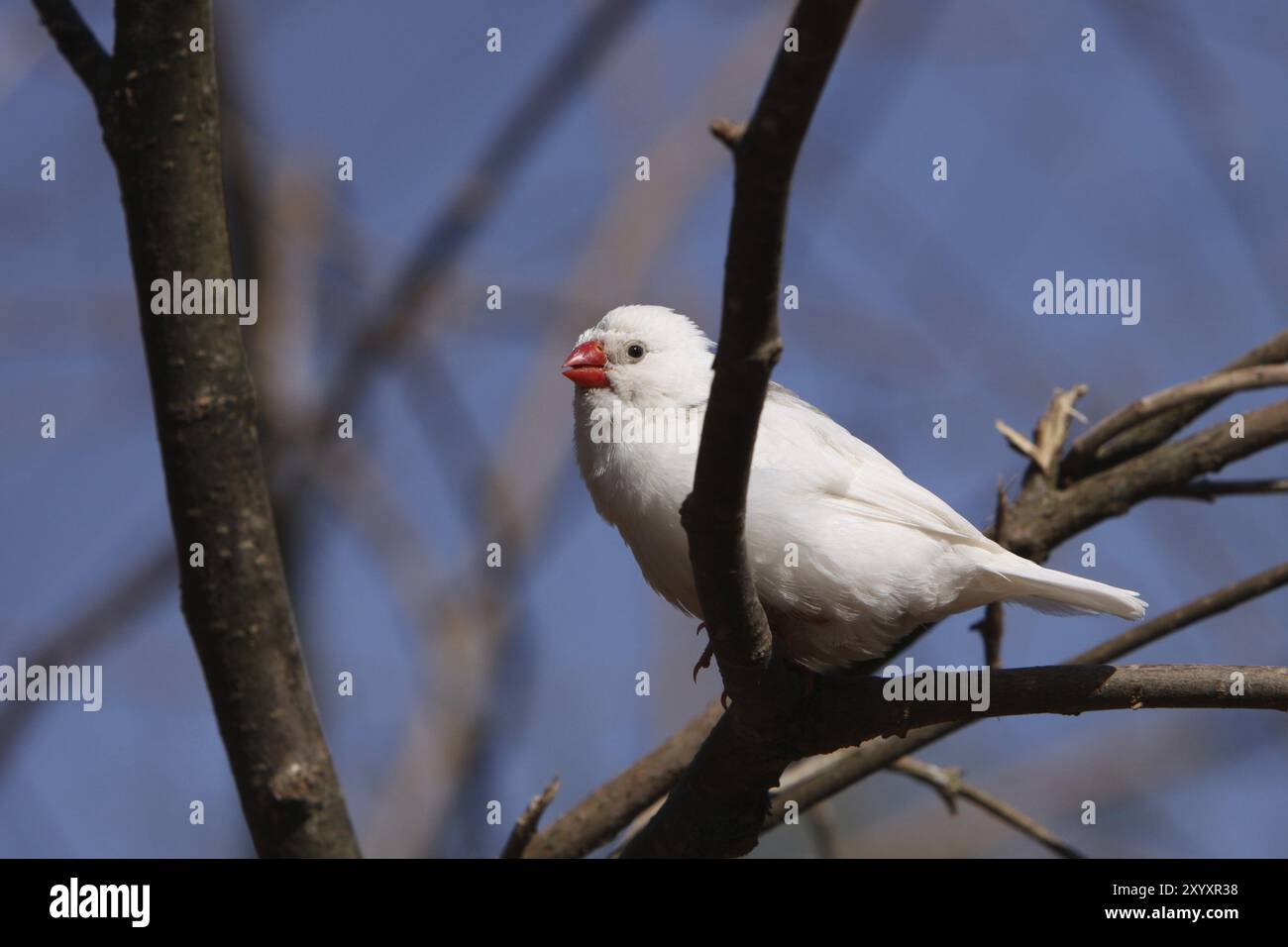 White zebra finch Banque D'Images