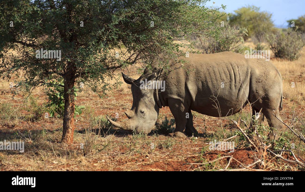 Rhinocéros blanc à la recherche de nourriture Banque D'Images