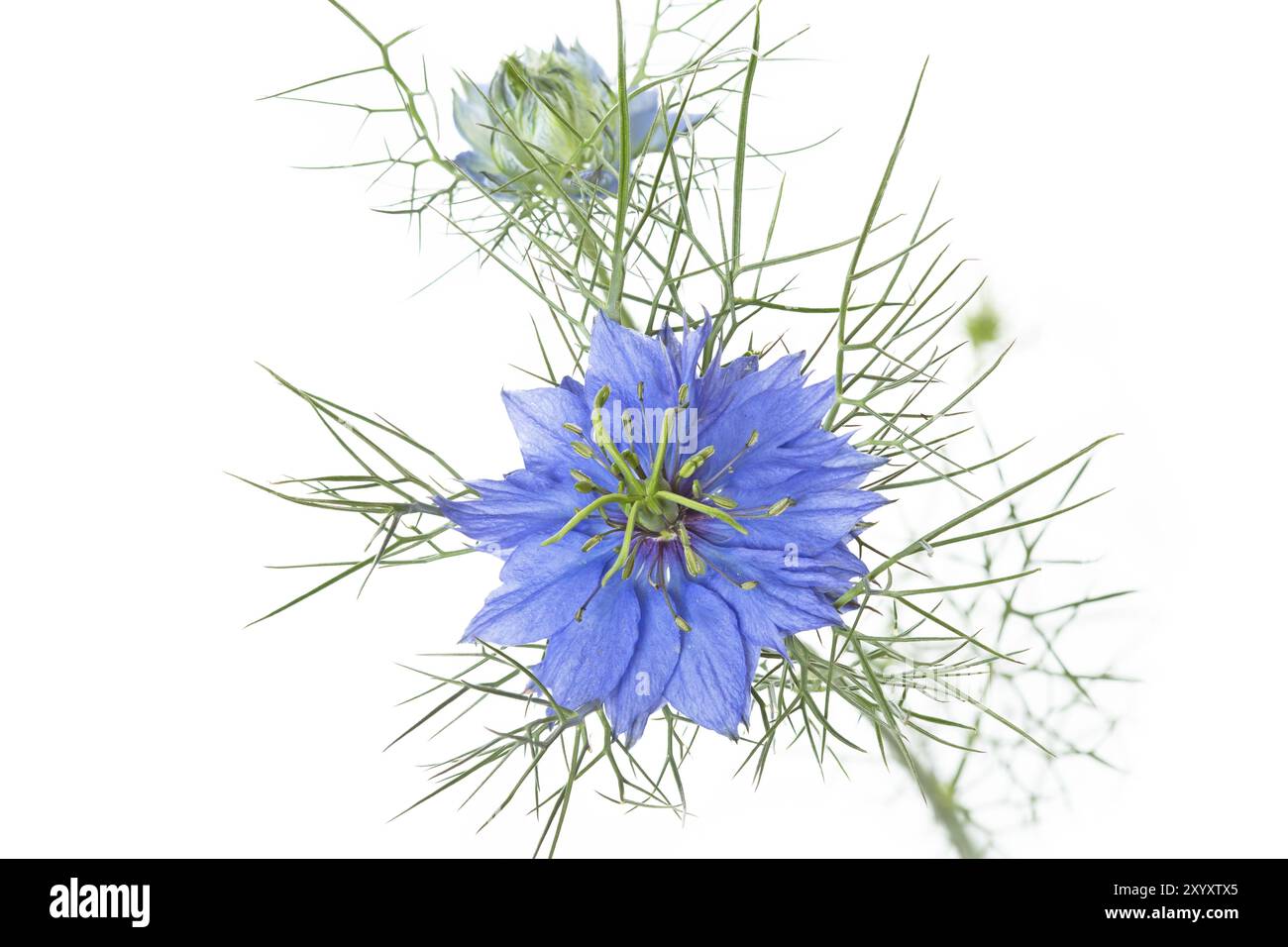 Love-dans-un-mist (Nigella damascena) Banque D'Images