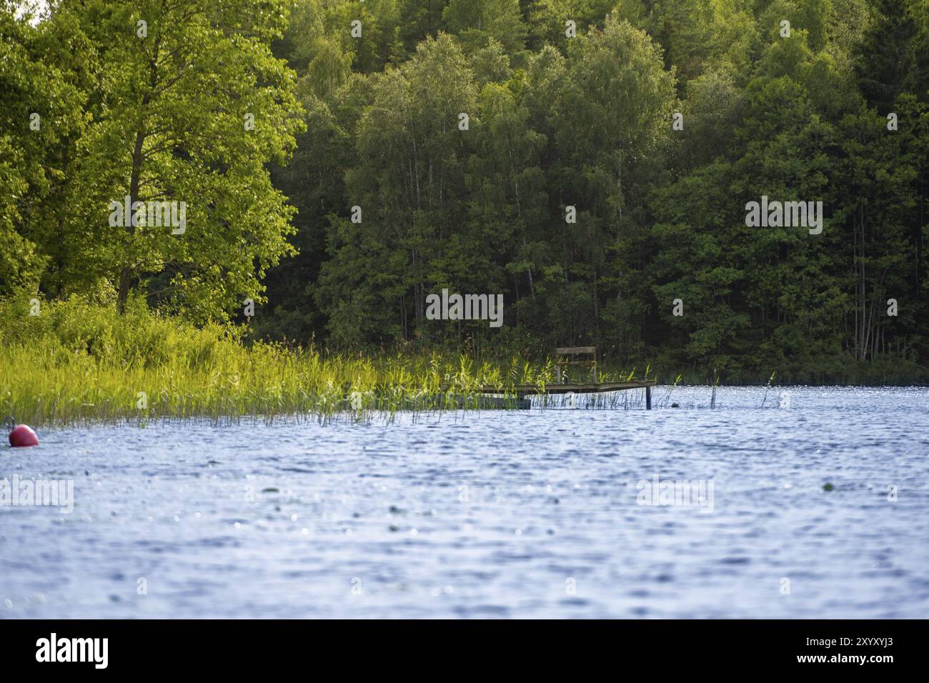 Petite jetée en bois près d'un lac dans la forêt Banque D'Images