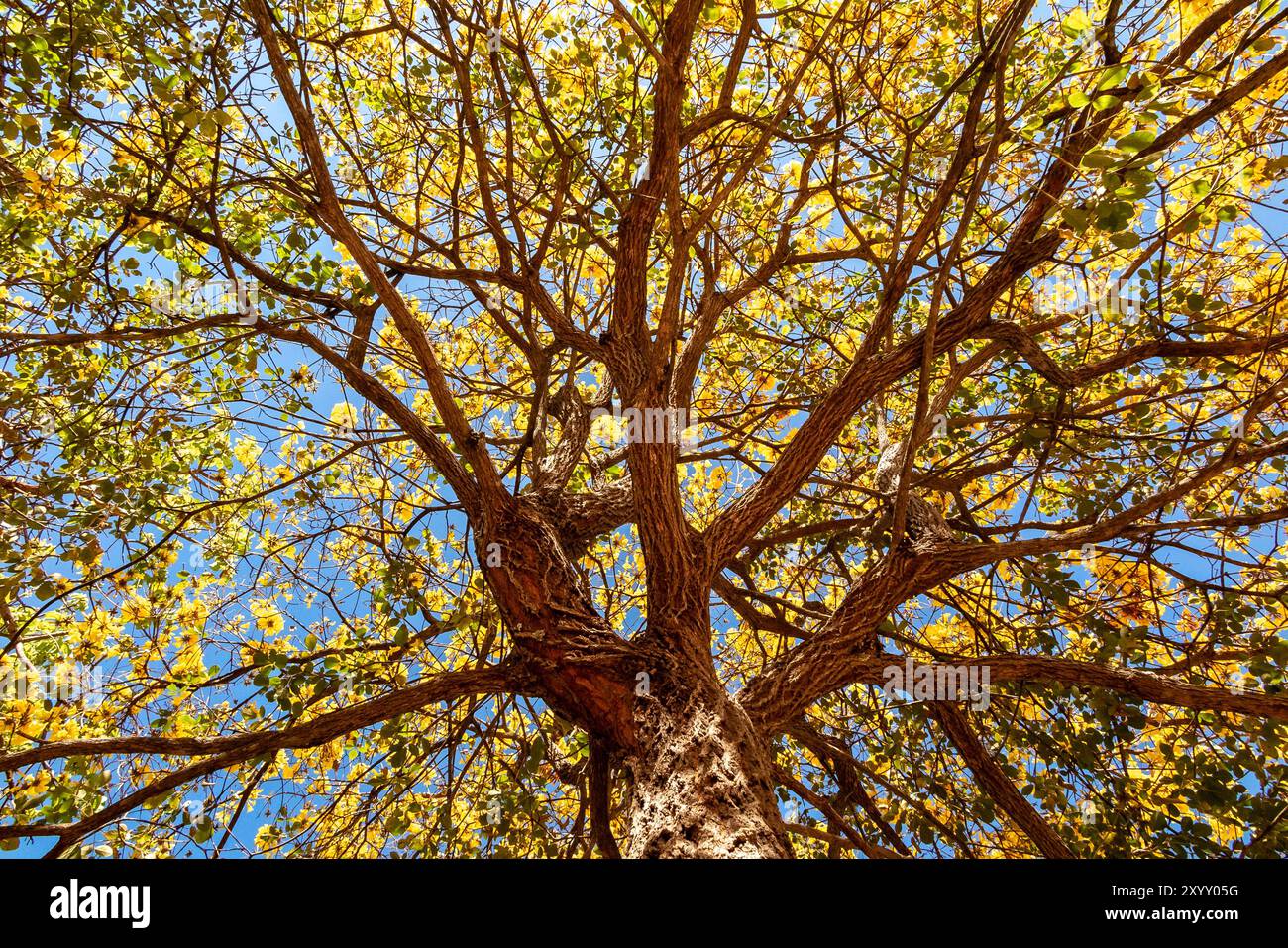 Arbre de trompette dorée, alias Ipe jaune. Arbre Tabebuia Alba, Handroanthus albus. Brésilien ipê Banque D'Images