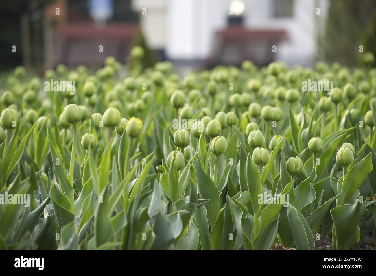 Tulipes dans les premiers stades de la floraison, les teintes de vert dans les tulipes sont proéminentes, reflétant une scène fraîche et vibrante Banque D'Images