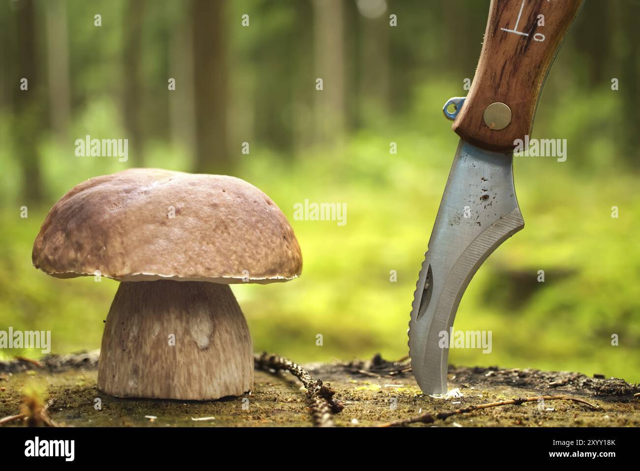 Les champignons de la famille des Boletaceae, communément appelés penny BUN ou cep et couteau avec lame courbée reposant sur une souche en bois, la scène capture na Banque D'Images