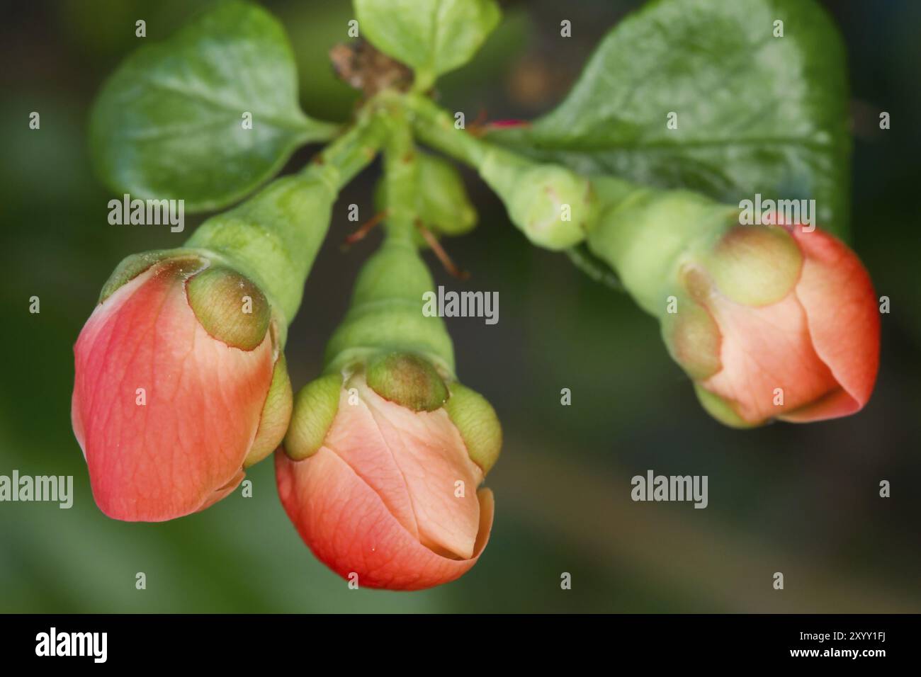 Boutons floraux d'un coing ornemental (Chaenomeles) Banque D'Images