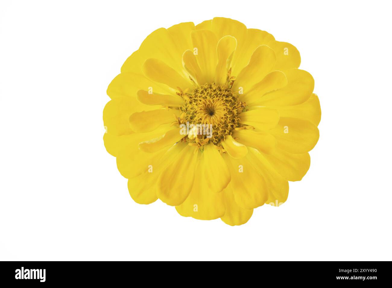 Zinnia jaune (Zinnia violacea), facultatif Banque D'Images