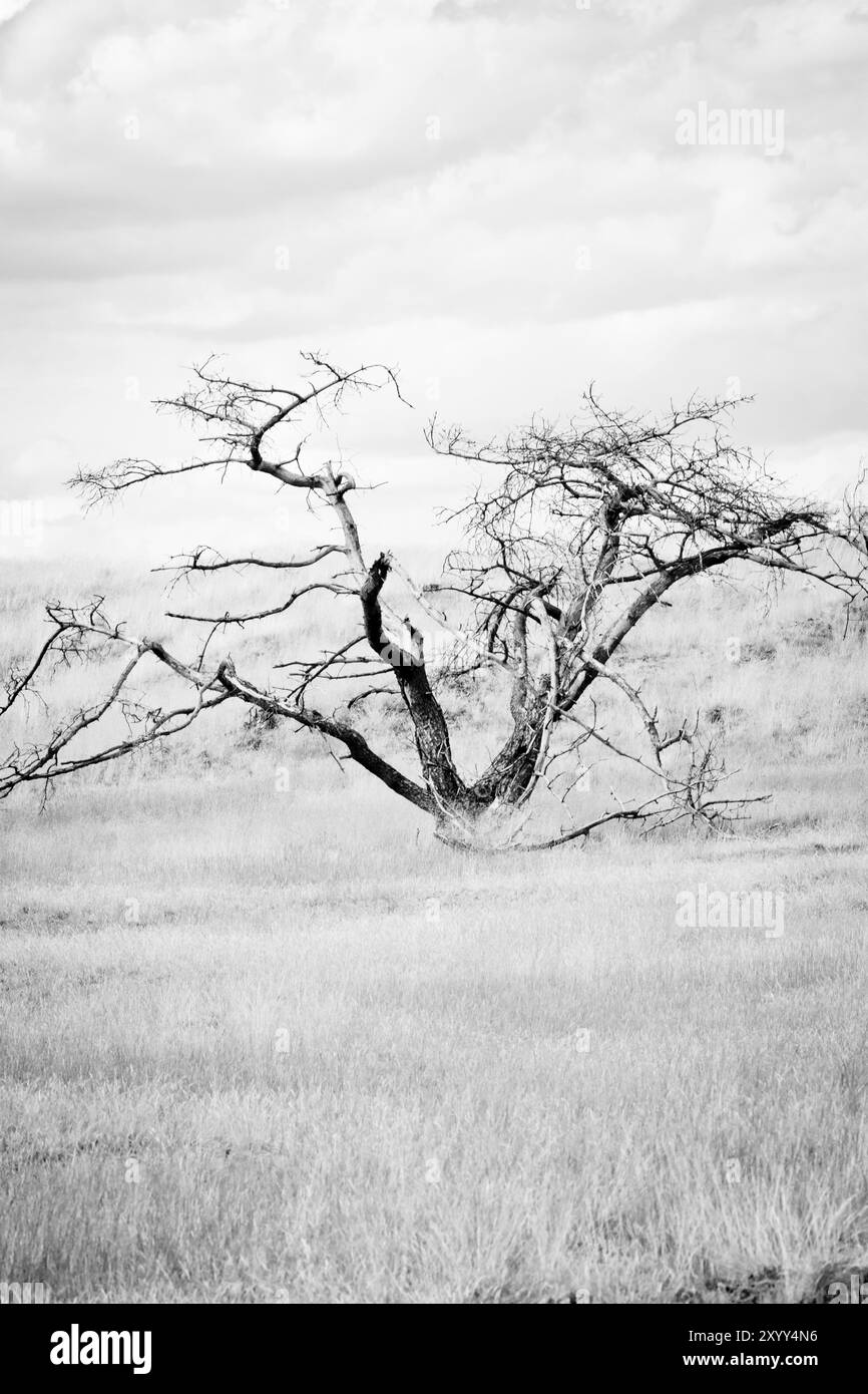 Portrait en noir et blanc d'un arbre mort dans une steppe Banque D'Images