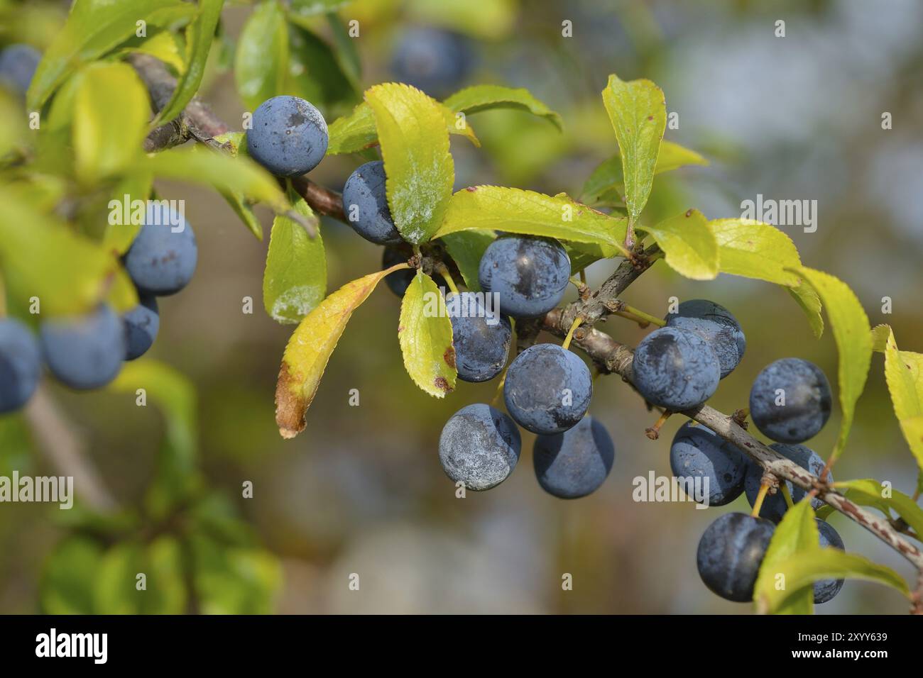 Blackthorn Bush avec des fruits. (Prunus spinosa) . Fruit mûr de paresseux sur les branches de l'épine noire (Prunus spinosa) en suède à l'automne Banque D'Images