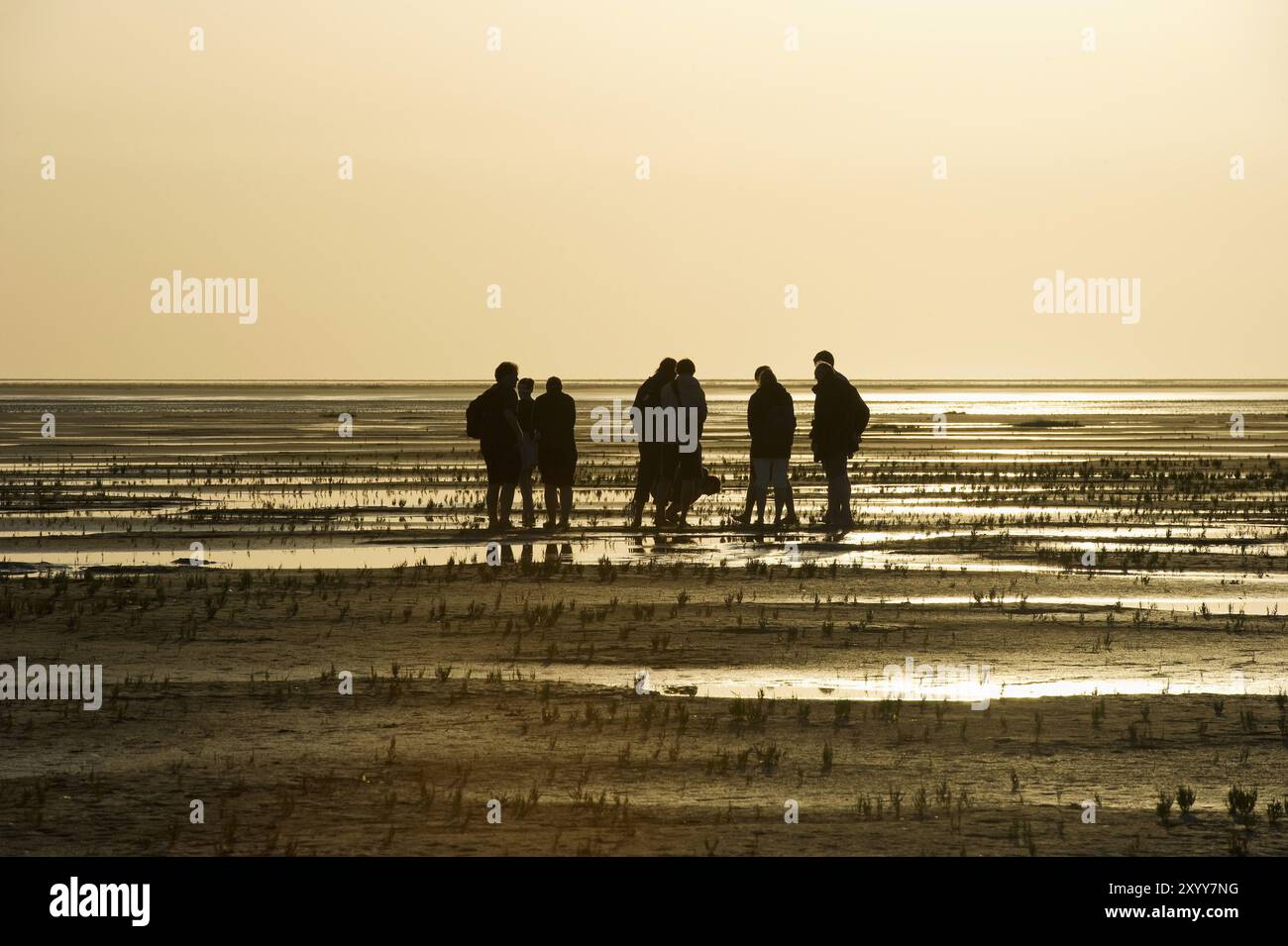 Randonneur dans les vasières, coucher de soleil, Wyk, Foehr, Frise du Nord, Schleswig-Holstein, Allemagne, Europe Banque D'Images