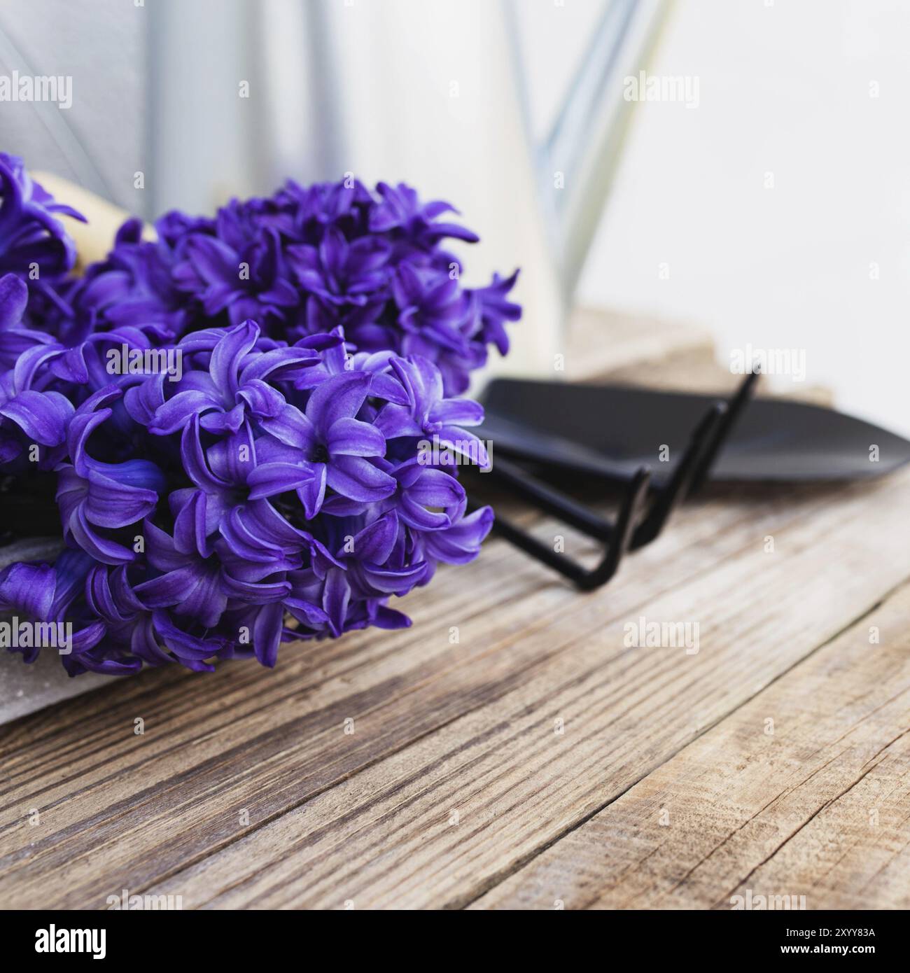 Jardinage concept de passe-temps. Fleur de fleur en jacinthe bleu-violet, petite fourche de jardin ou râteau et pelle sur fond de table en bois Banque D'Images