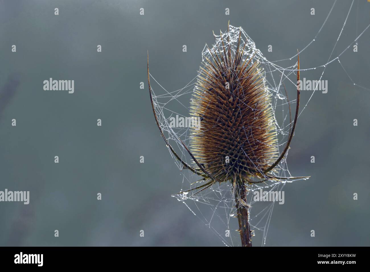 Tête de teasel sauvage avec toiles d'araignée et gouttes de rosée scintillantes, copiez l'espace dans le fond flou Banque D'Images
