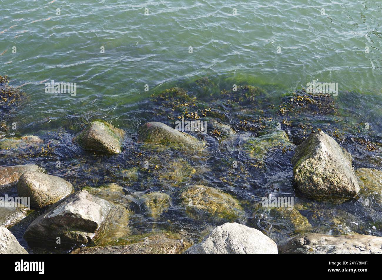 Bord de mer avec des roches comme brise-lames, algues marines et eau verte, fond, espace de copie Banque D'Images