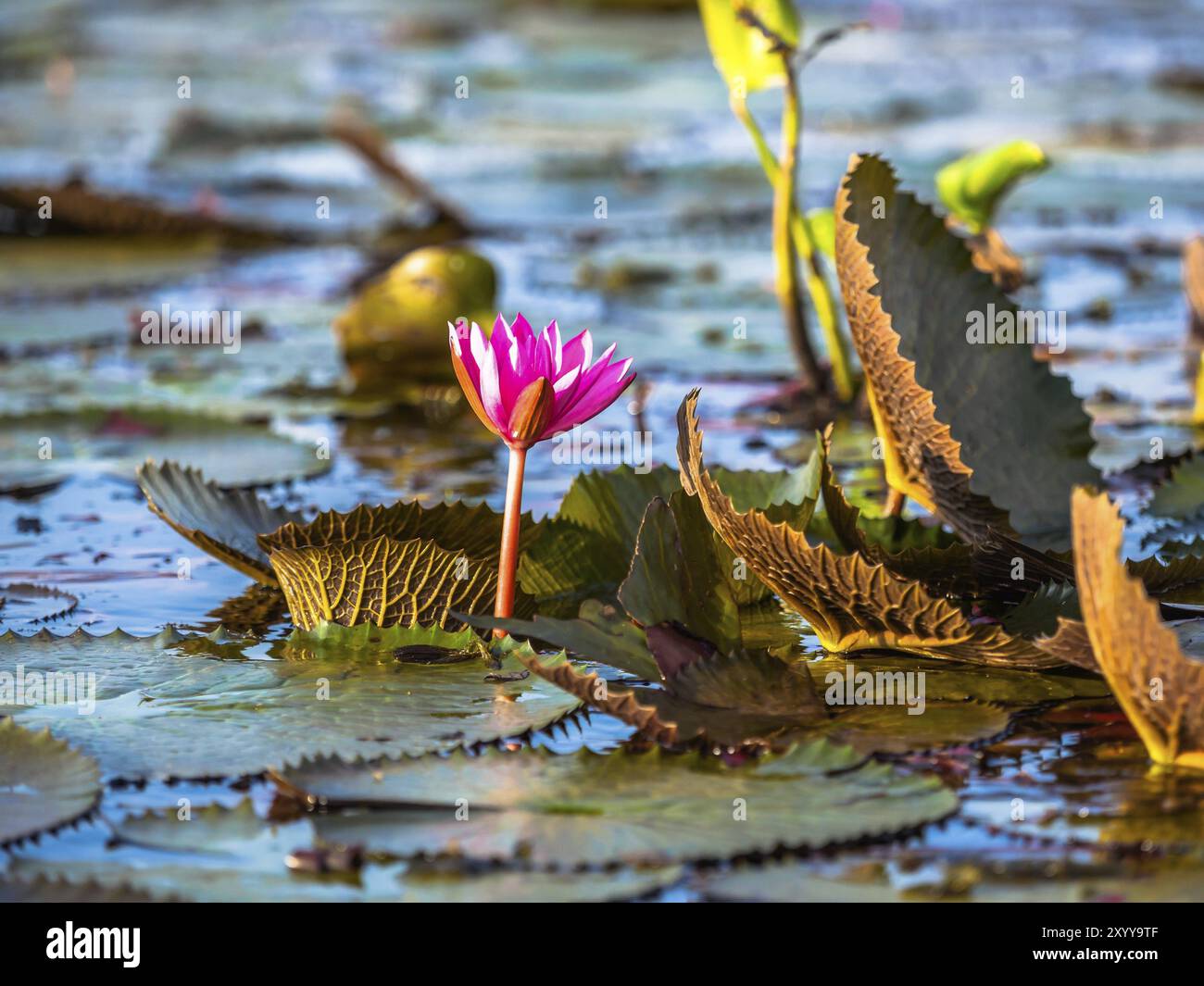 Lotus rouge naturel dans le lac de Lotus dans la province de Phatthalung, Thaïlande, Asie Banque D'Images