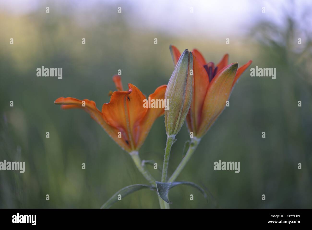 Lilium bulbiferum, lys de feu et lys de tigre. Fleur du lis de feu Banque D'Images