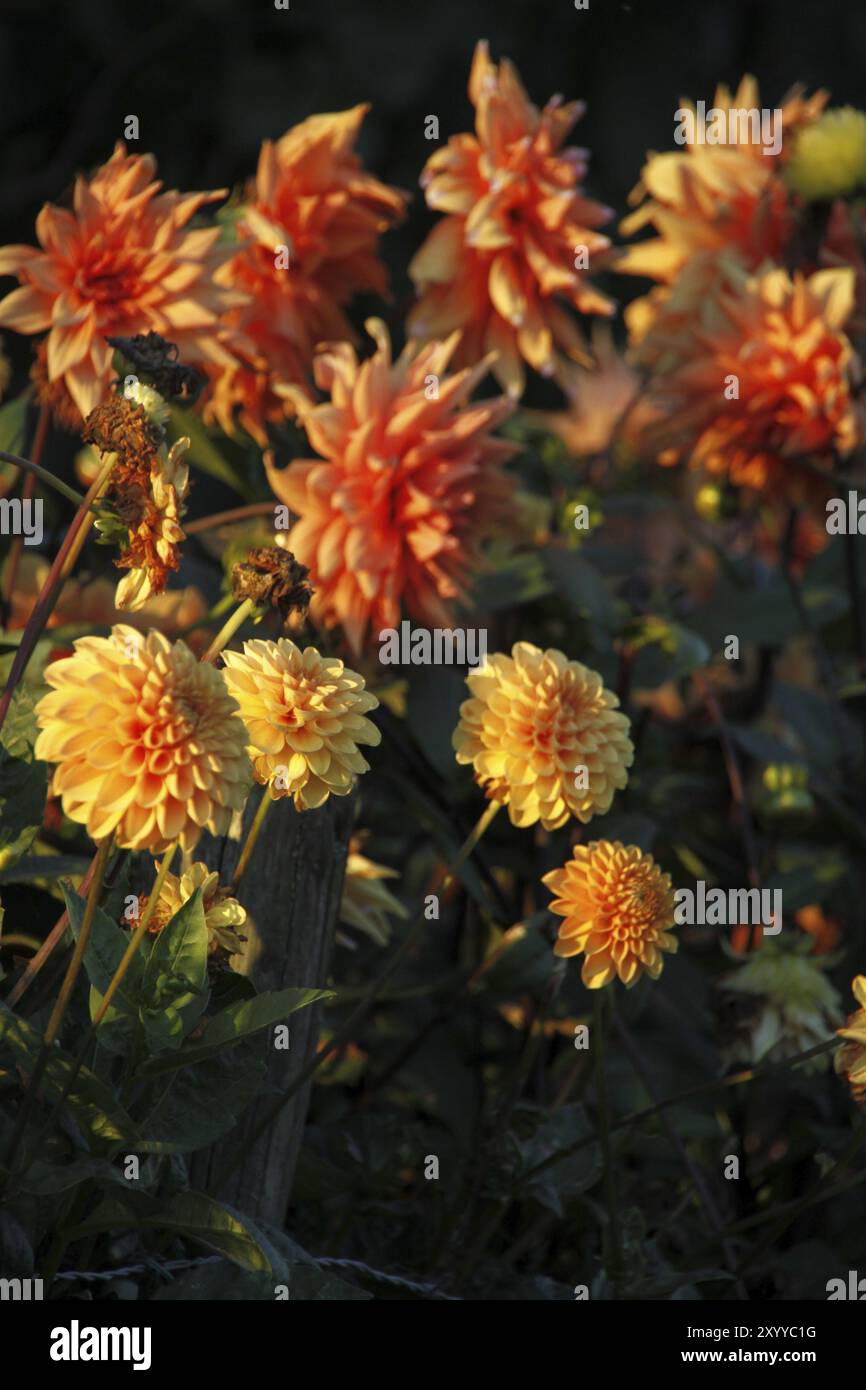 Dahlias dans un jardin Banque D'Images