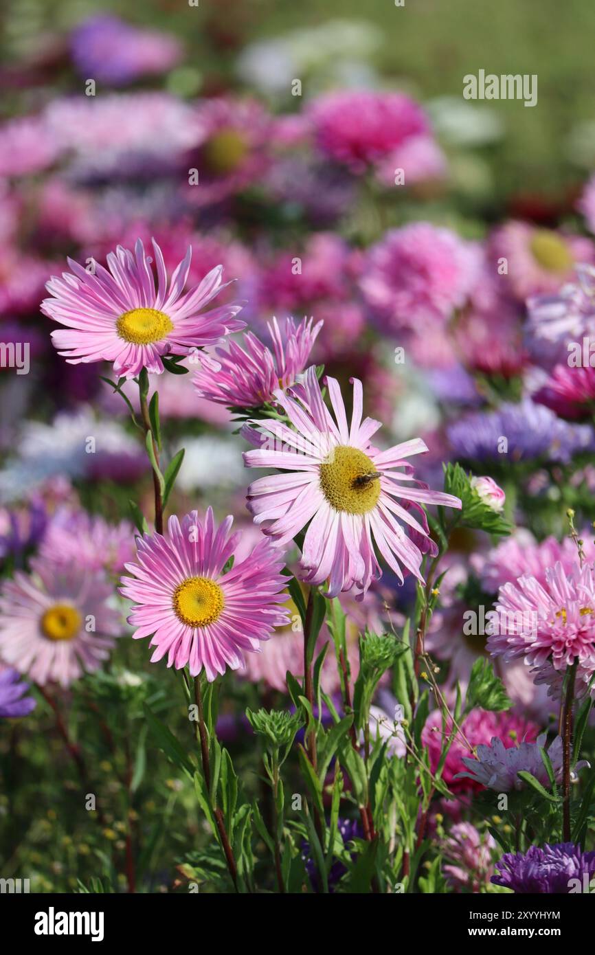 Champ de Marguerites Michaelmas à la fin de l'été Banque D'Images