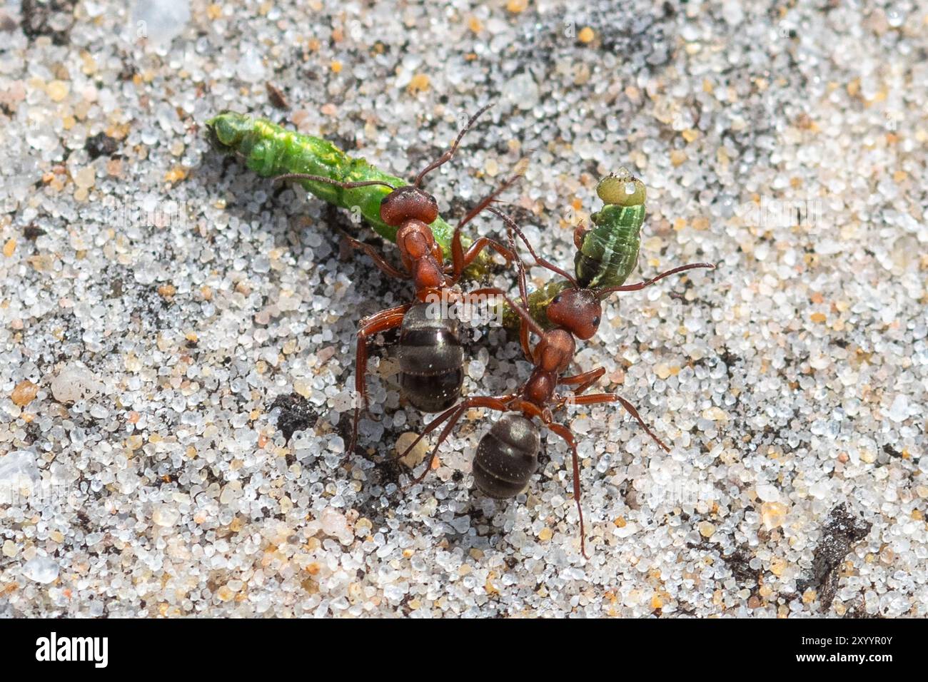 Formica sanguinea fourmis (fourmi esclave rouge sang) traînant une chenille sur des landes sablonneuses dans le Surrey, Angleterre, Royaume-Uni. Comportement de recherche de nourriture Banque D'Images