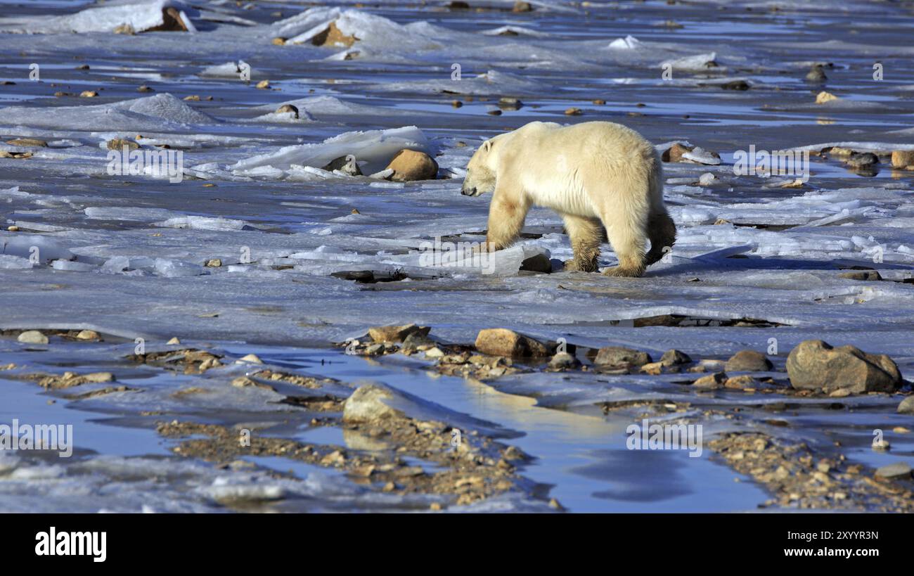 Un ours polaire sur la glace de la baie d'Hudson Banque D'Images