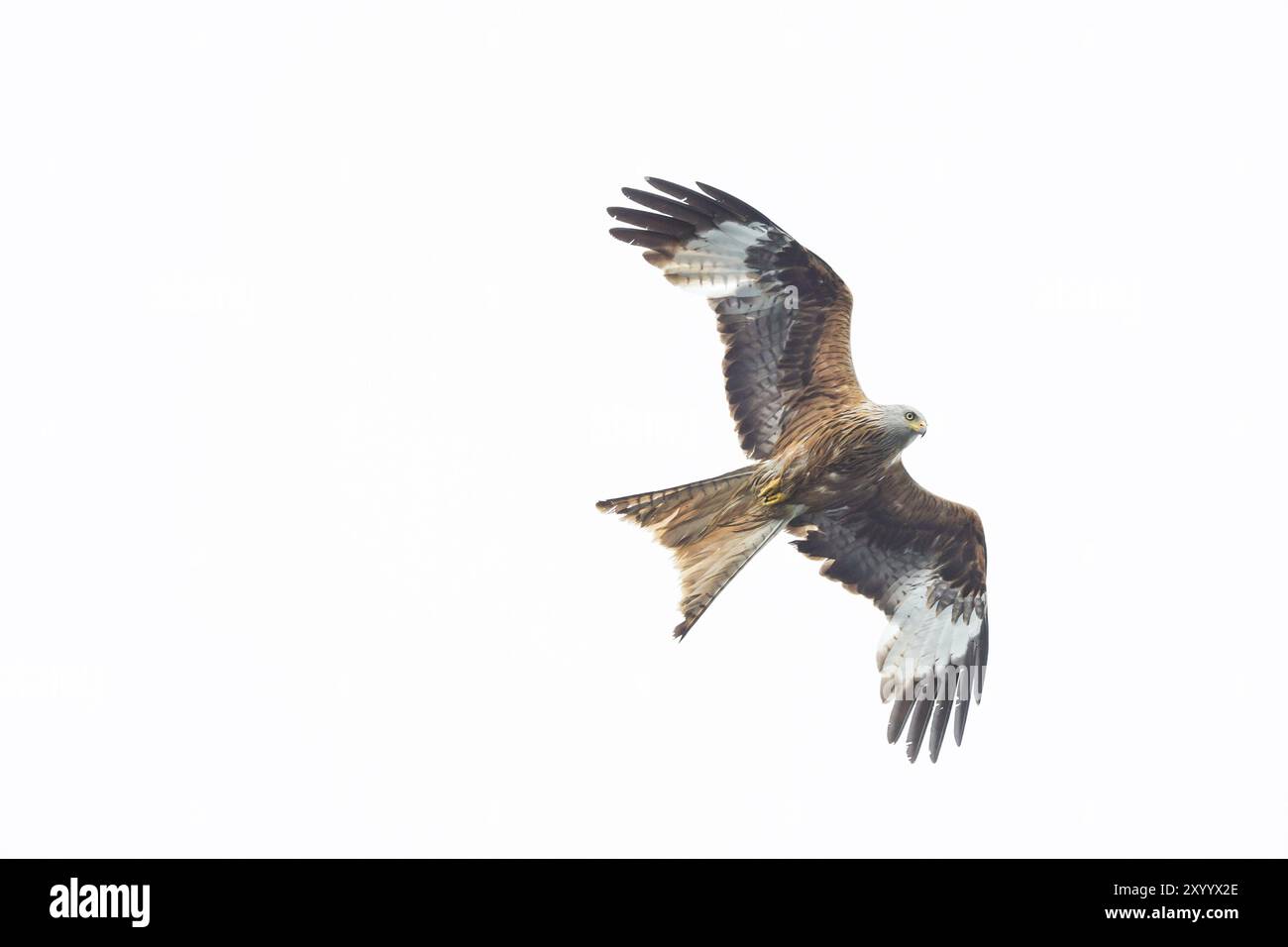 Rotmilan (Milvus milvus), cerf-volant rouge Banque D'Images