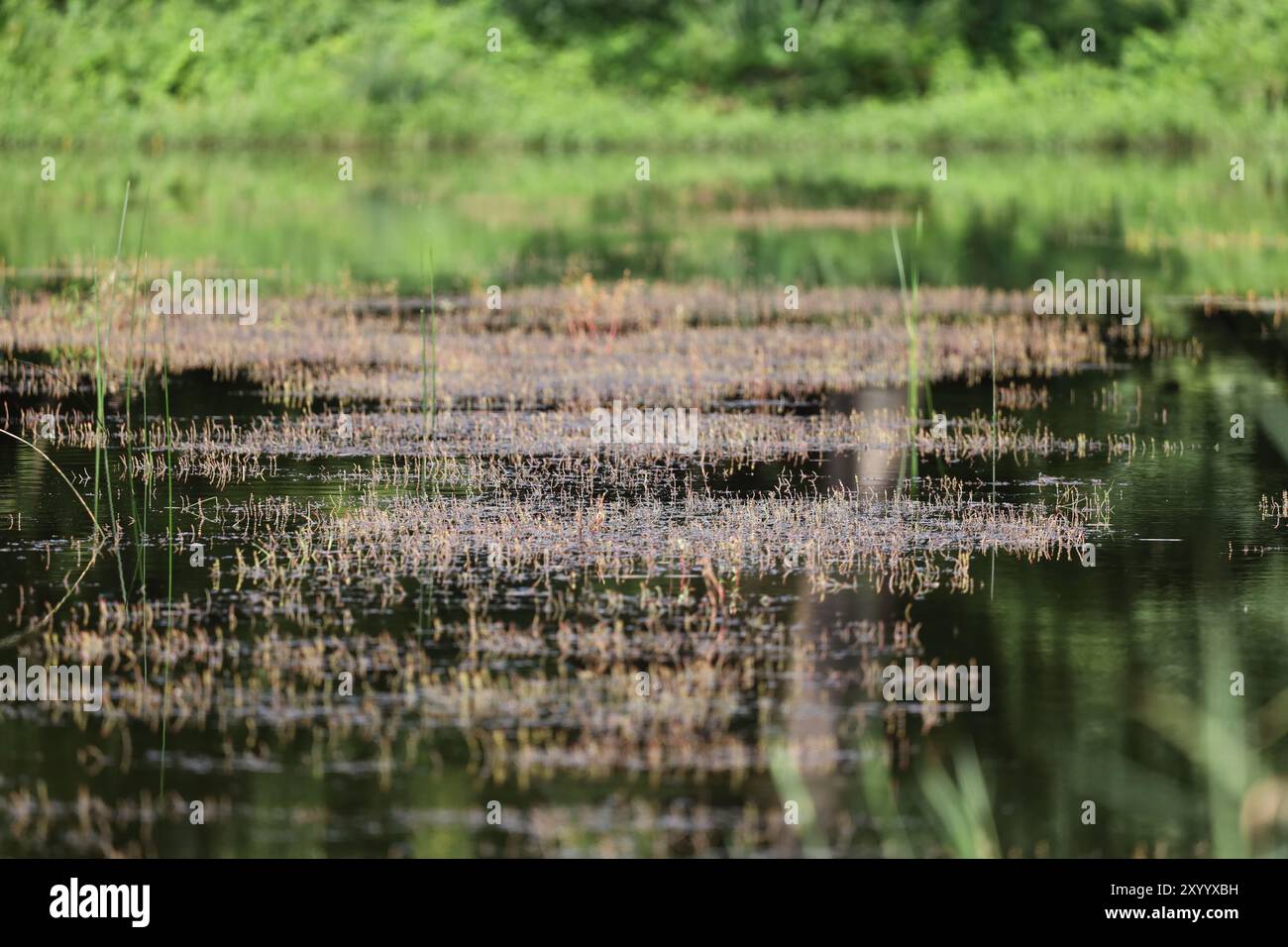 Étang envahi par la végétation avec des reflets sur la surface de l'eau en été. Banque D'Images