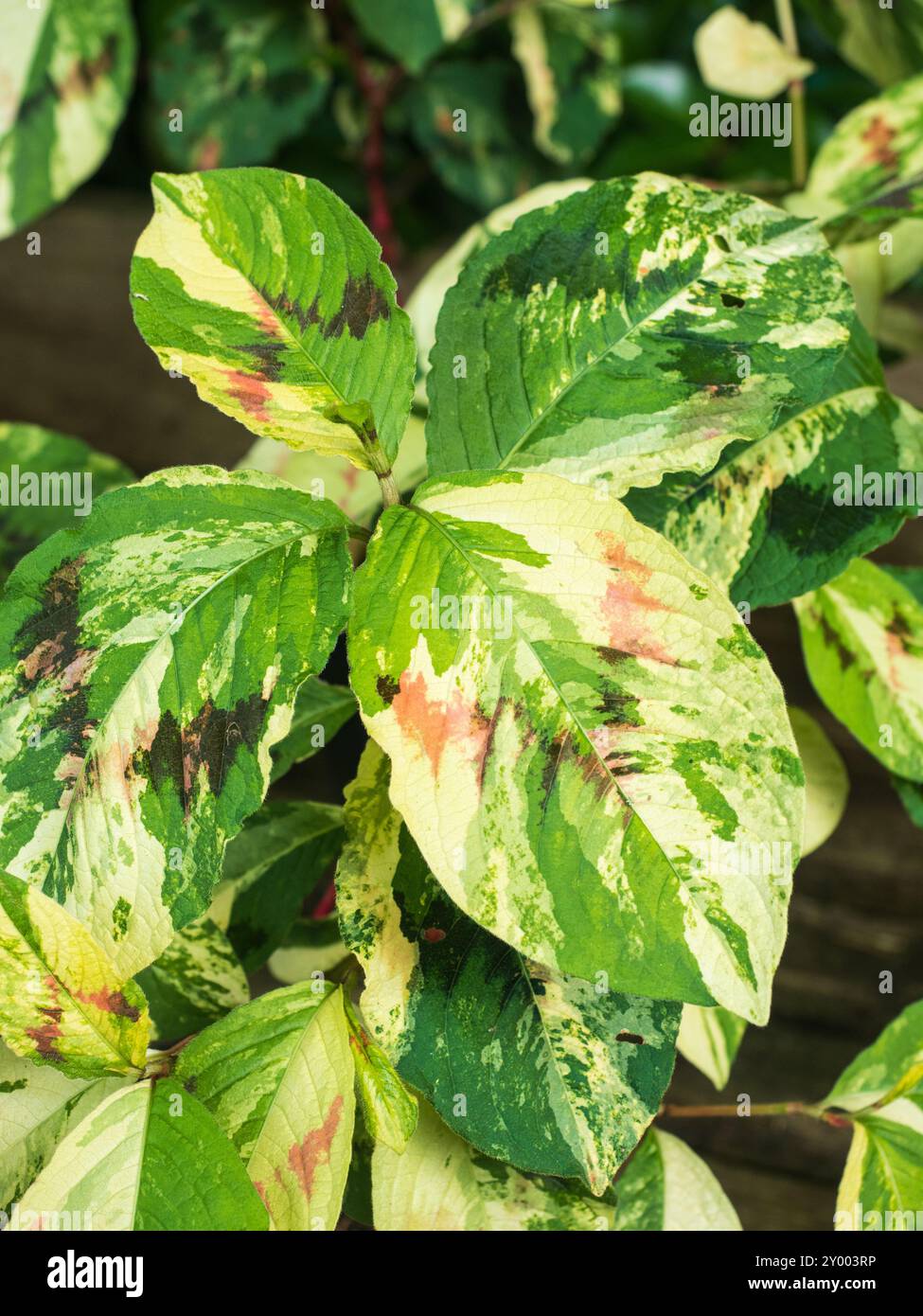 Couleur crème, vert et rouge et chevron foncé de la rustique Persicaria virginiana palette du peintre Banque D'Images