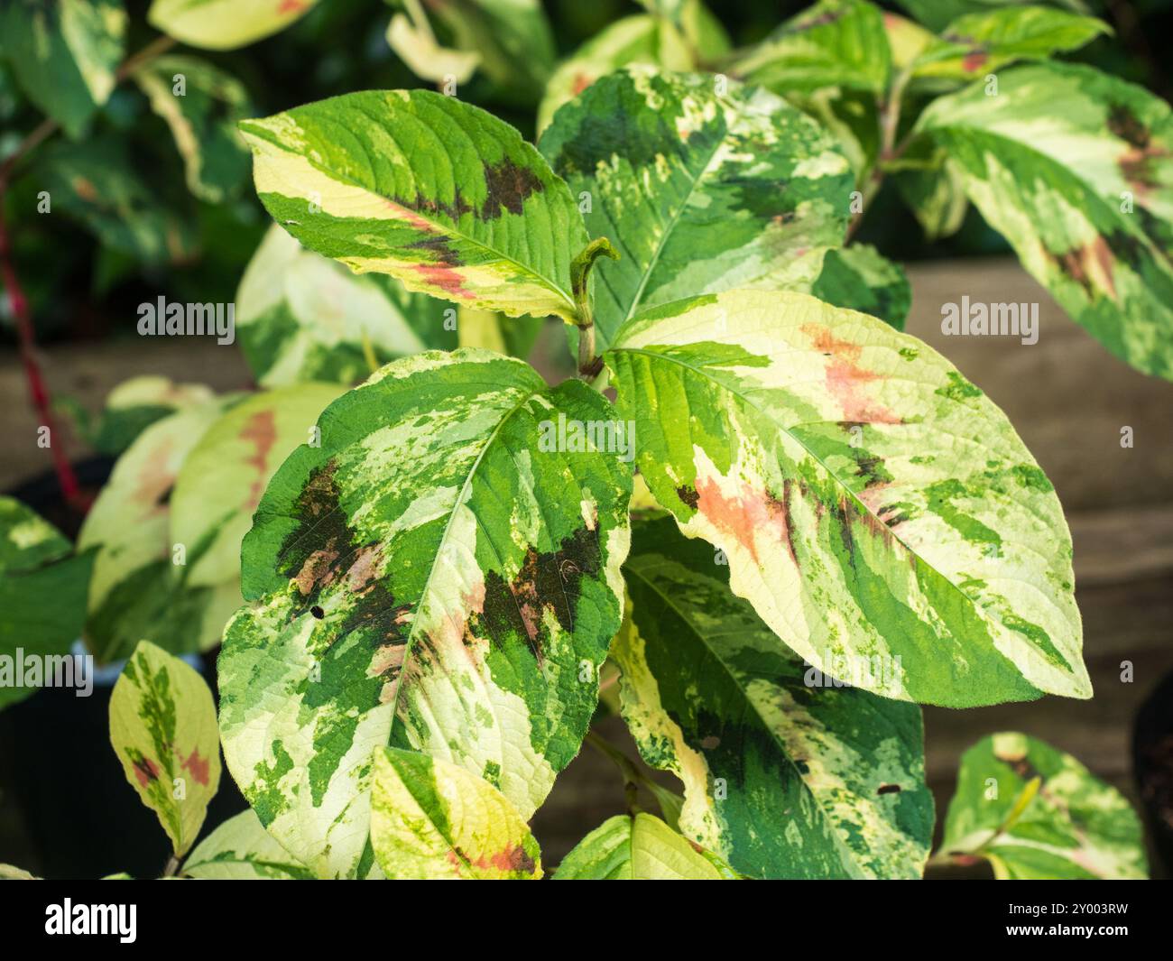 Couleur crème, vert et rouge et chevron foncé de la rustique Persicaria virginiana palette du peintre Banque D'Images