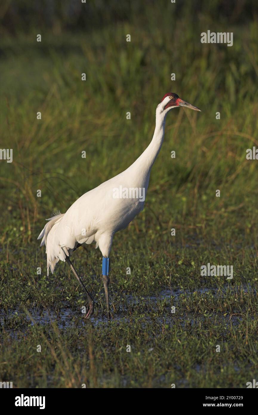 Grue blanche (Grus americana), Joe Overstreet Landing, comté d'Osceola, Floride, États-Unis, Amérique du Nord Banque D'Images