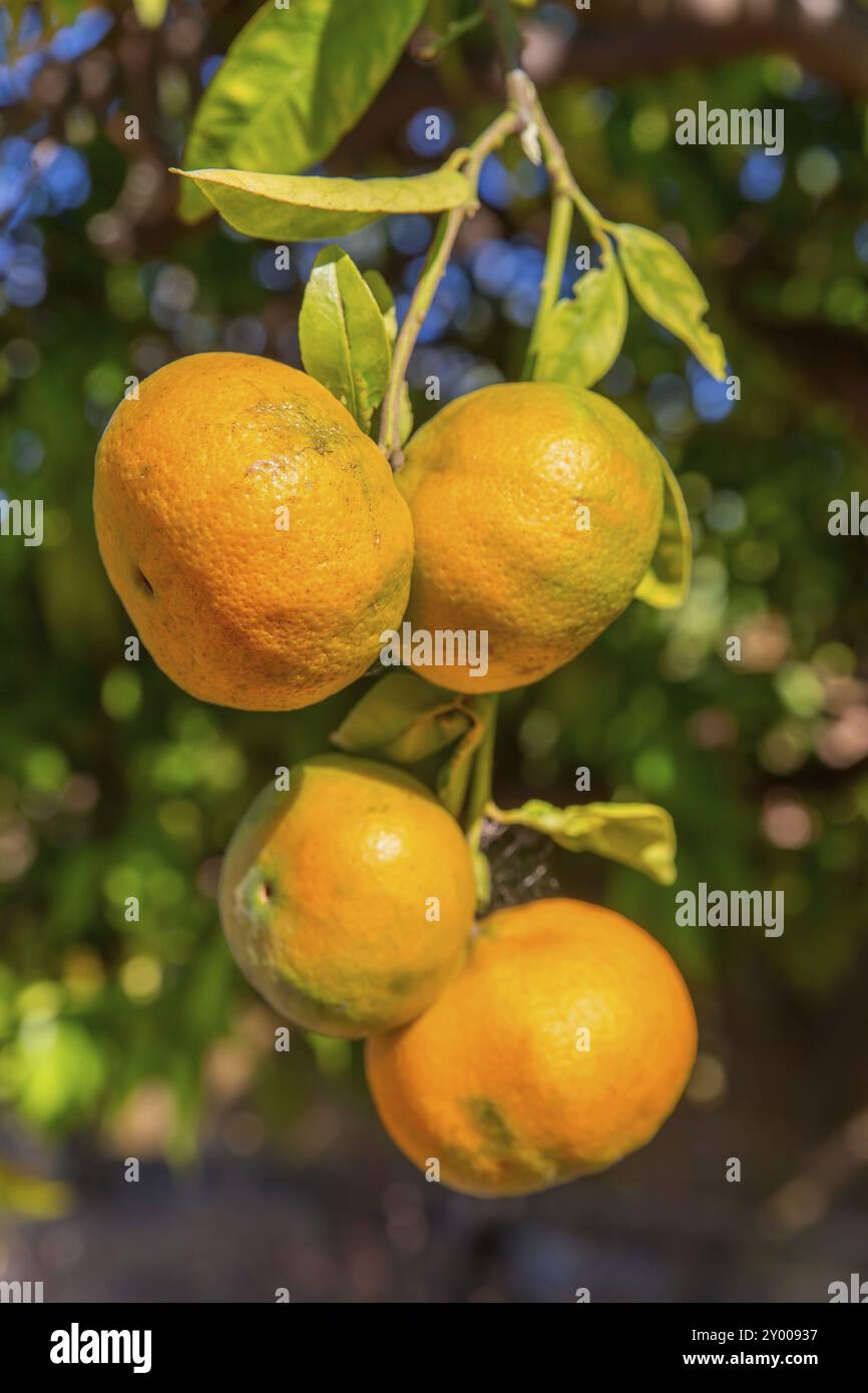 Quatre mandarins orange suspendu à tree in orchard Banque D'Images